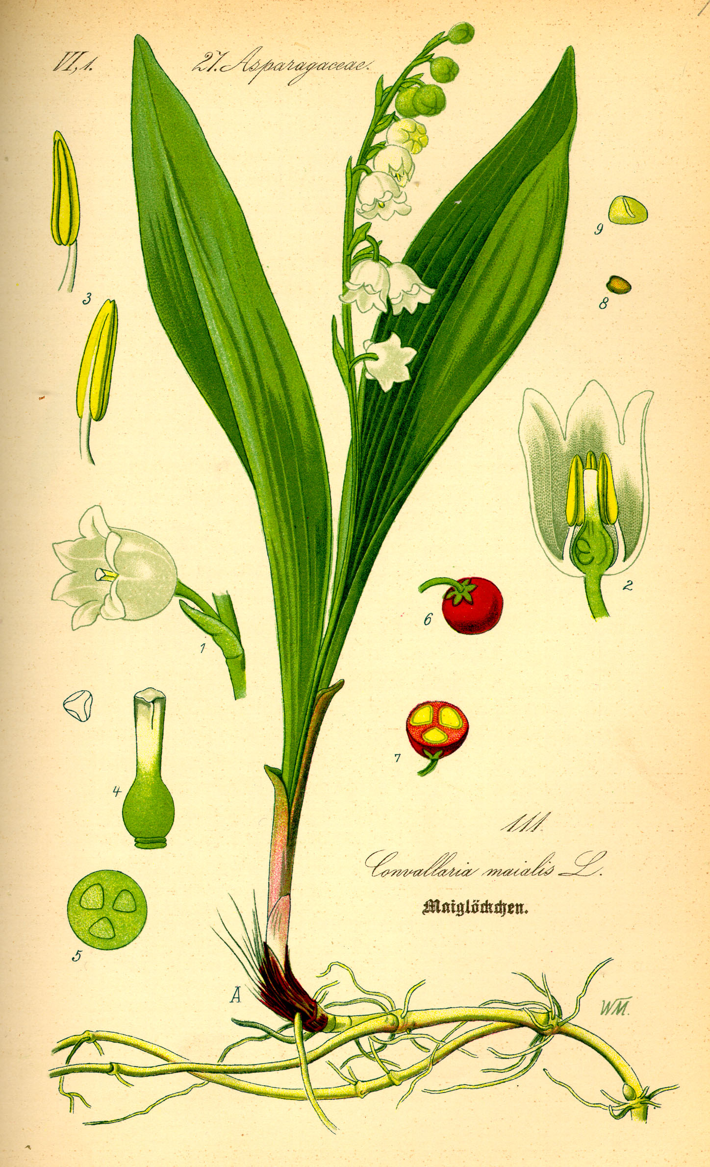 Illustration Convallaria majalis0