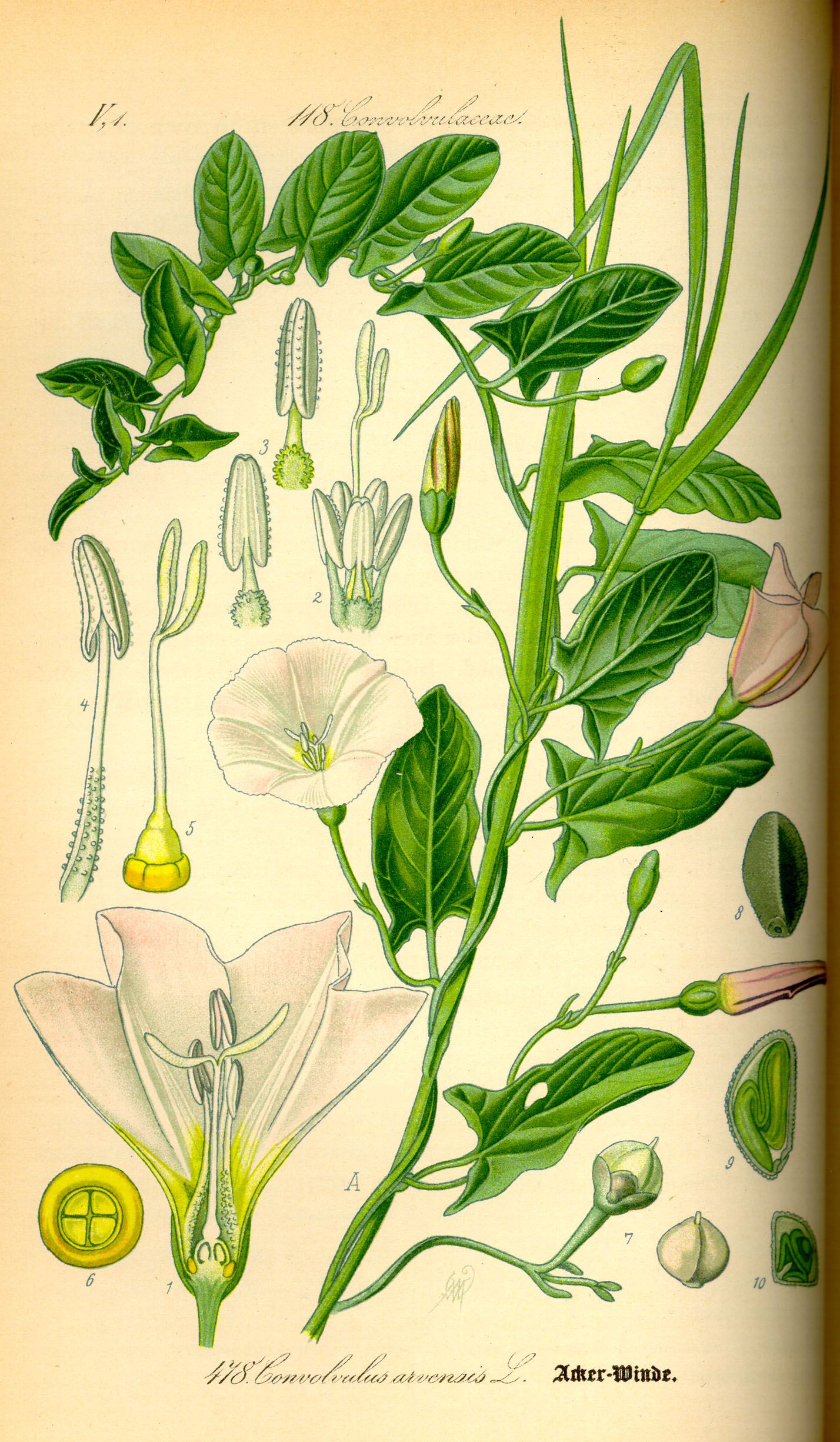Illustration Convolvulus arvensis0