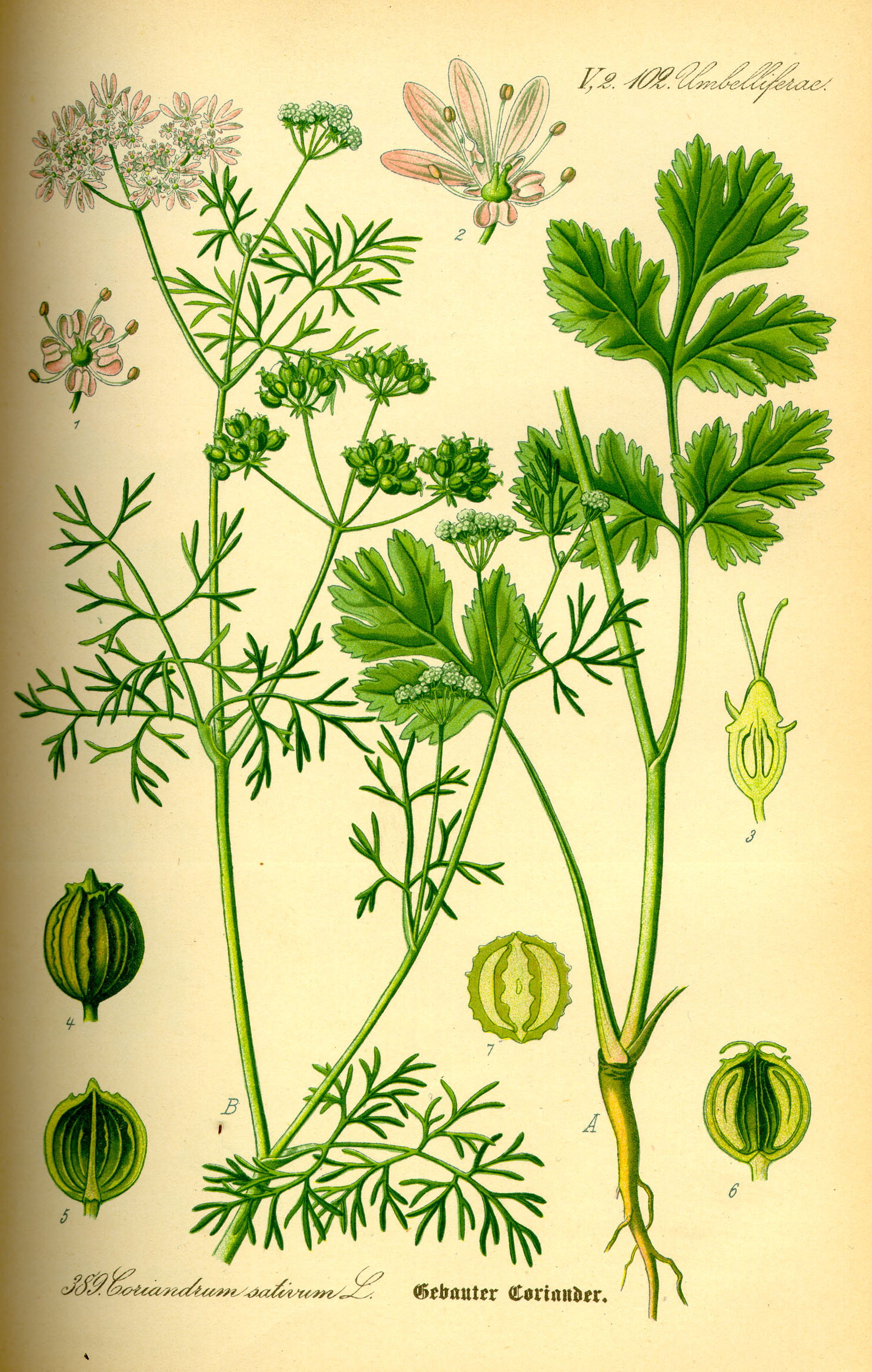 Illustration Coriandrum sativum0