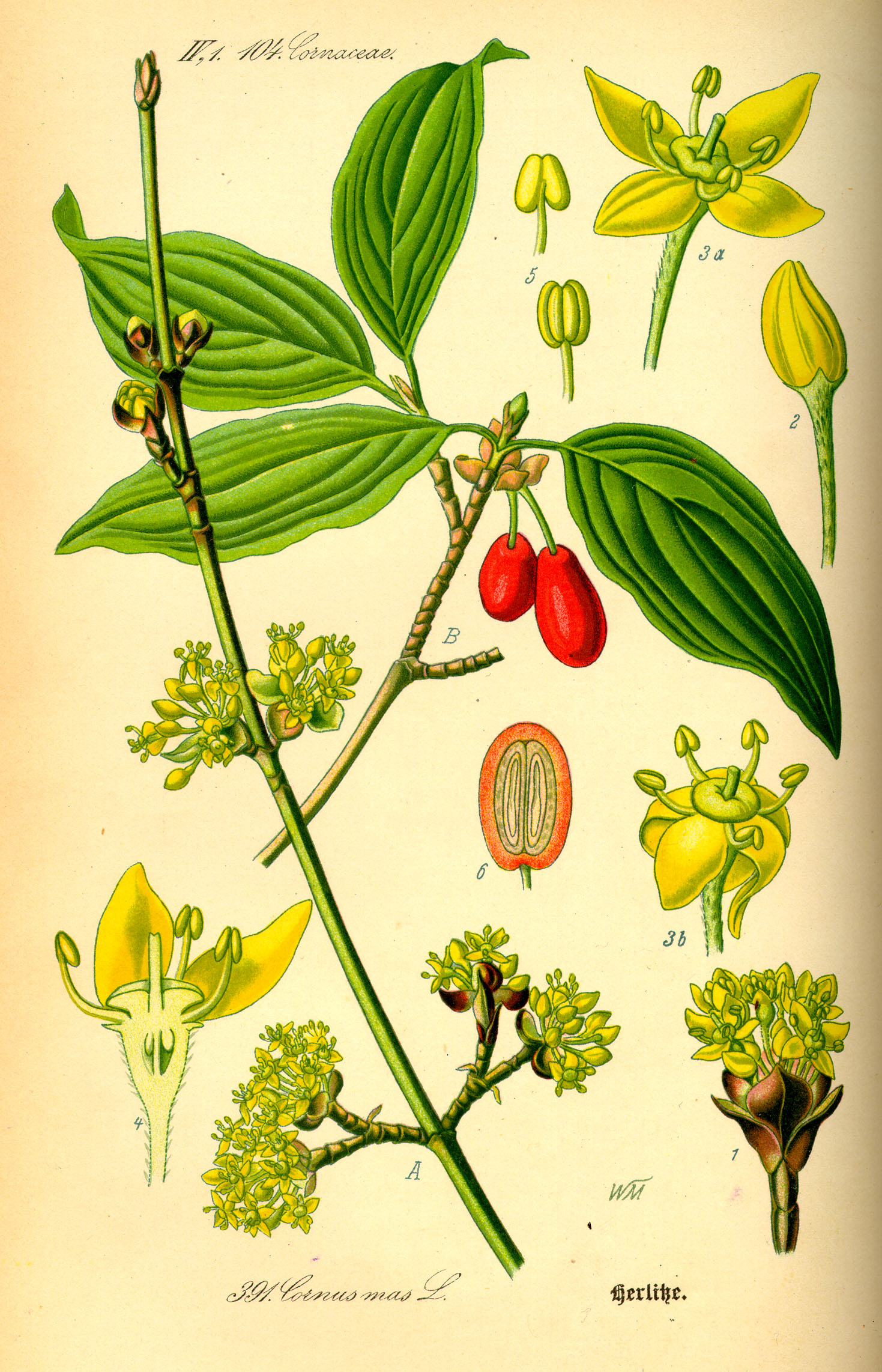Illustration Cornus mas0