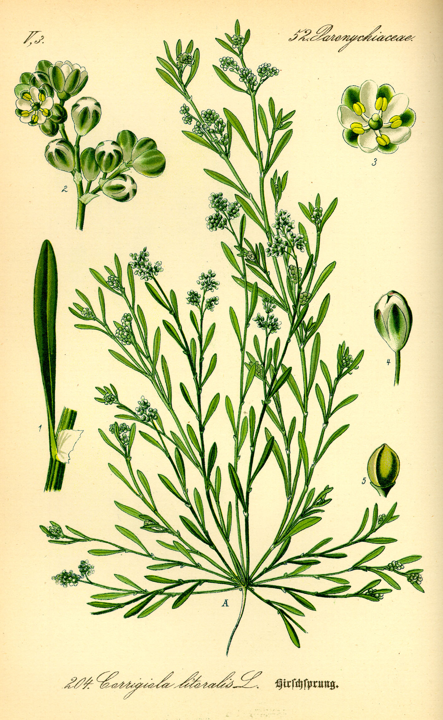 Illustration Corrigiola litoralis0