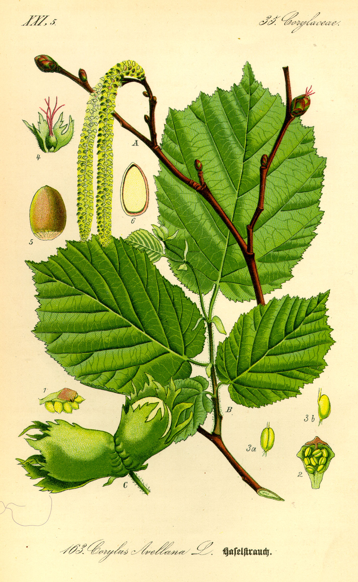 Illustration Corylus avellana0
