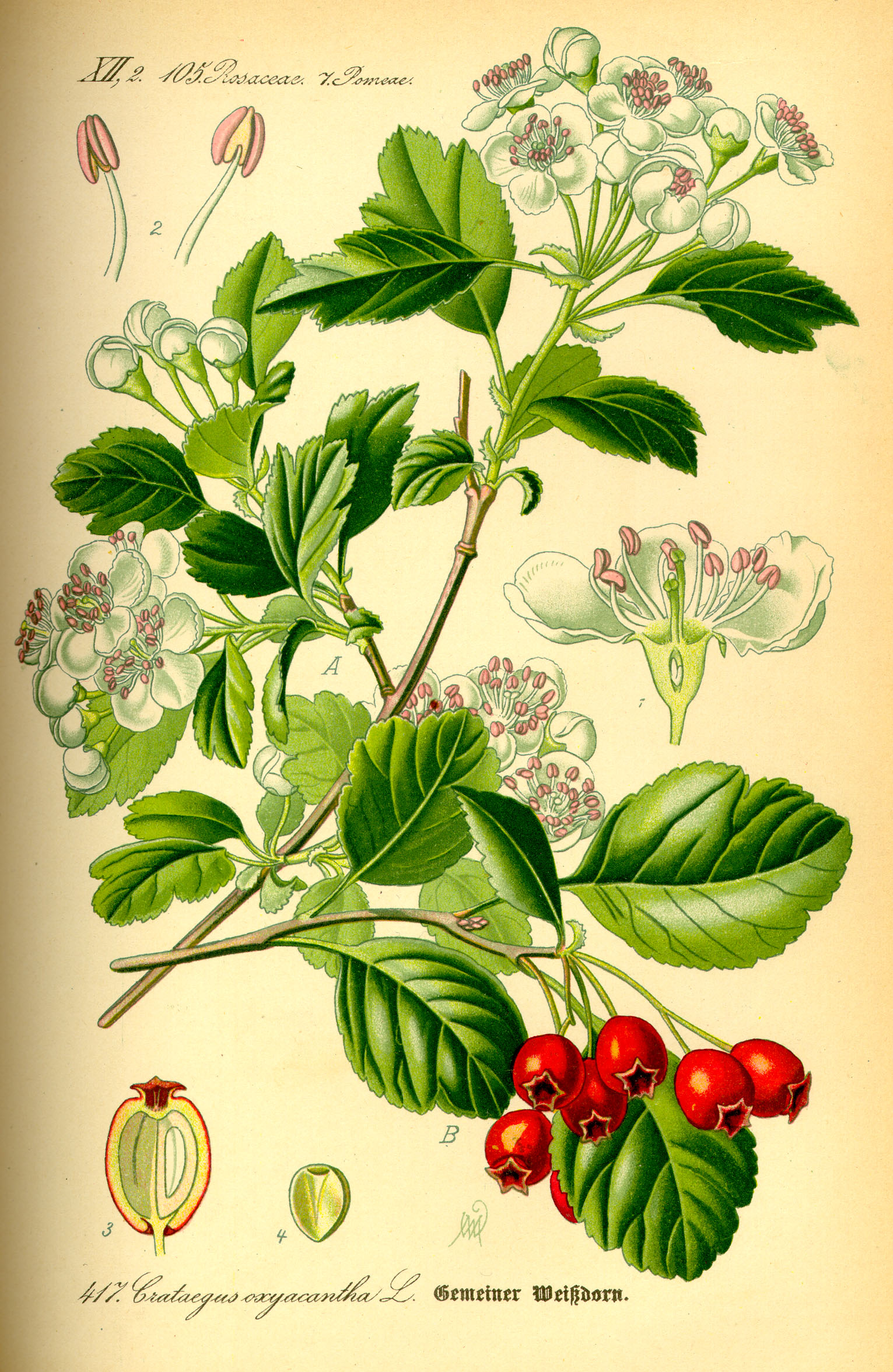 Illustration Crataegus laevigata0