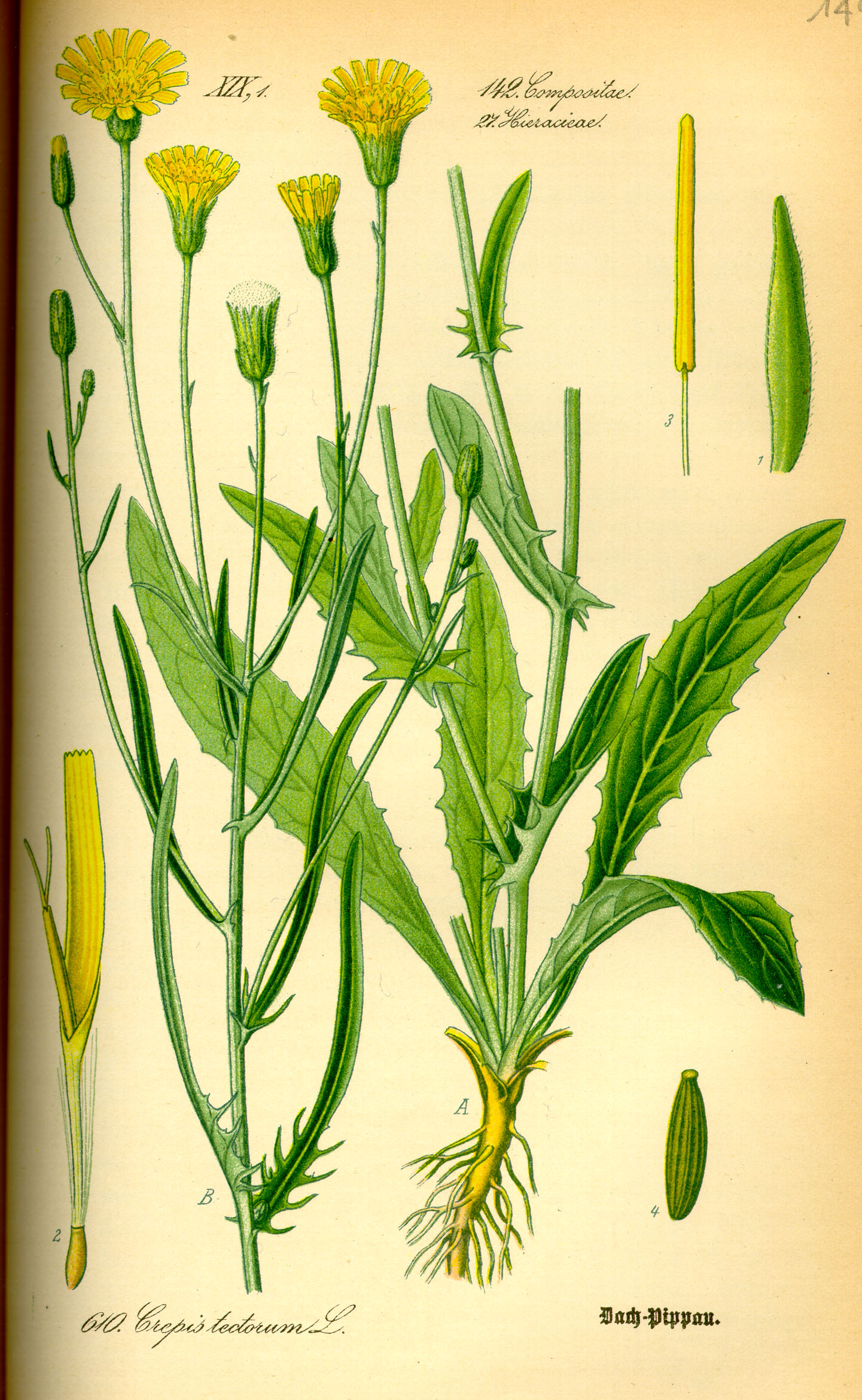 Illustration Crepis tectorum0