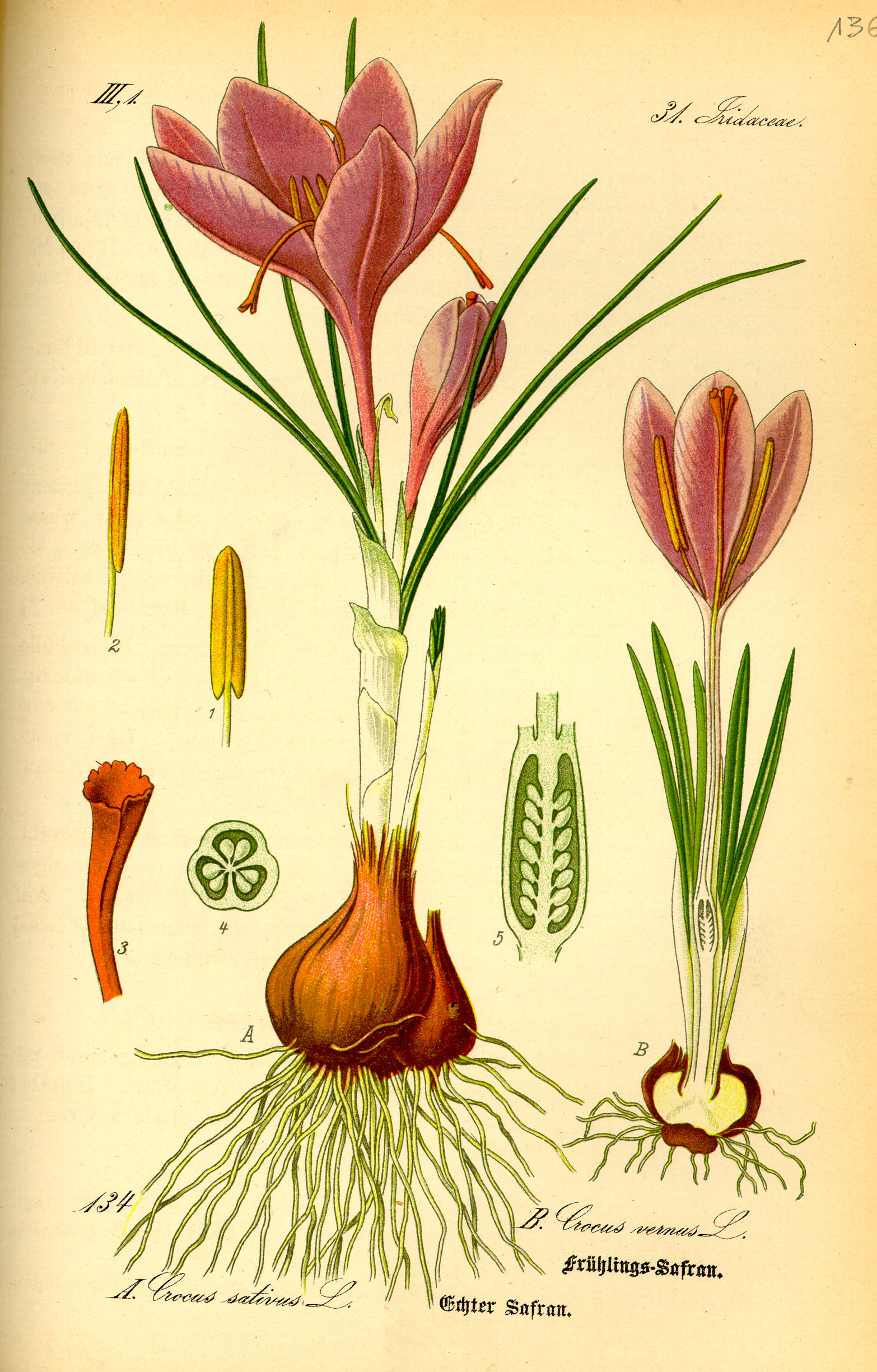 Illustration Crocus vernus0
