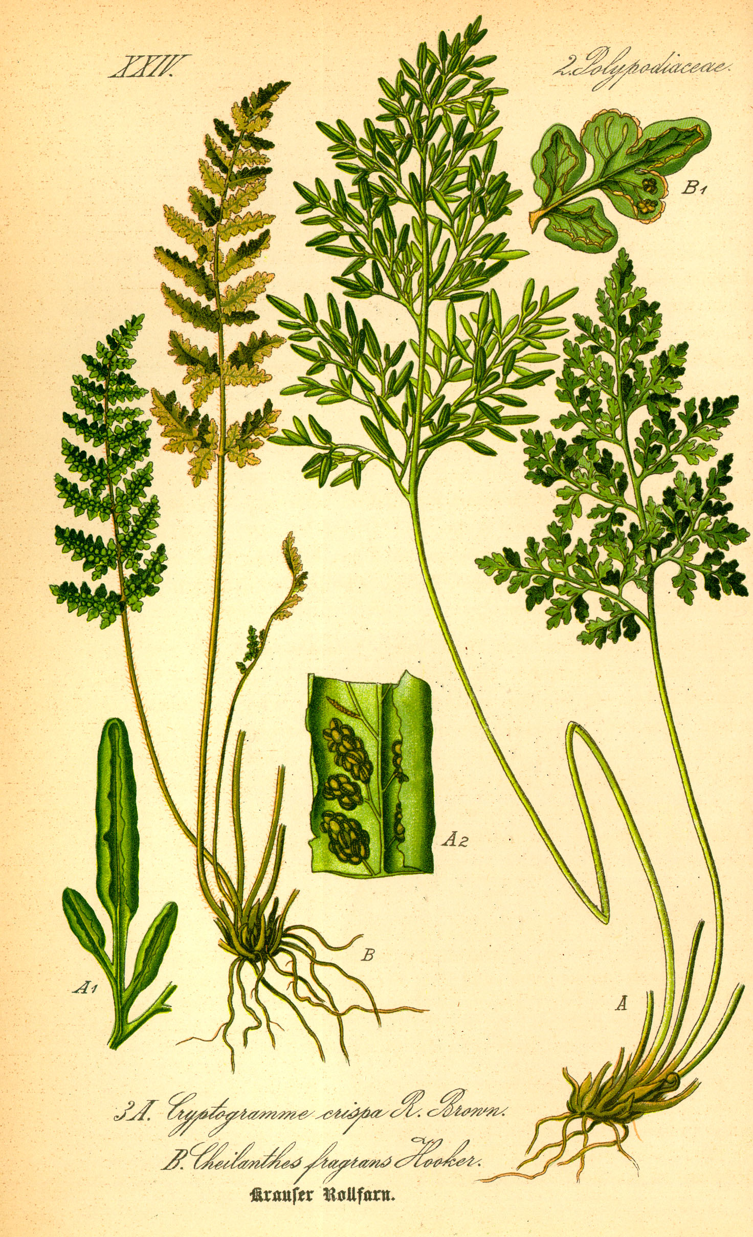 Illustration Cryptogramma crispa0