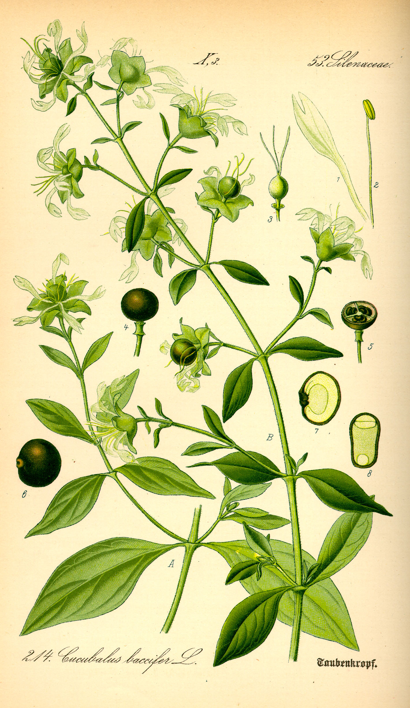 Illustration Cucubalus baccifer0