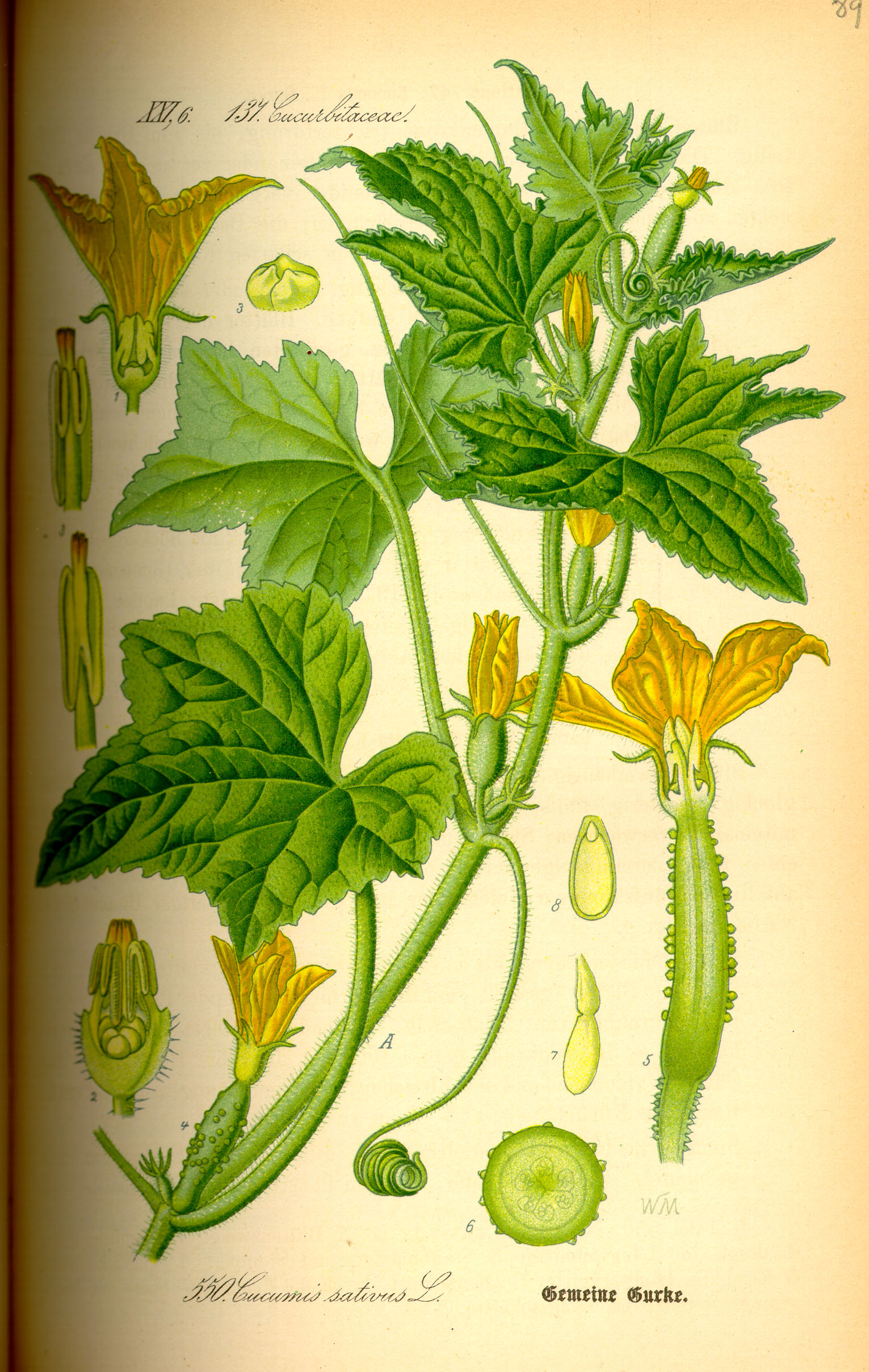 Illustration Cucumis sativus0