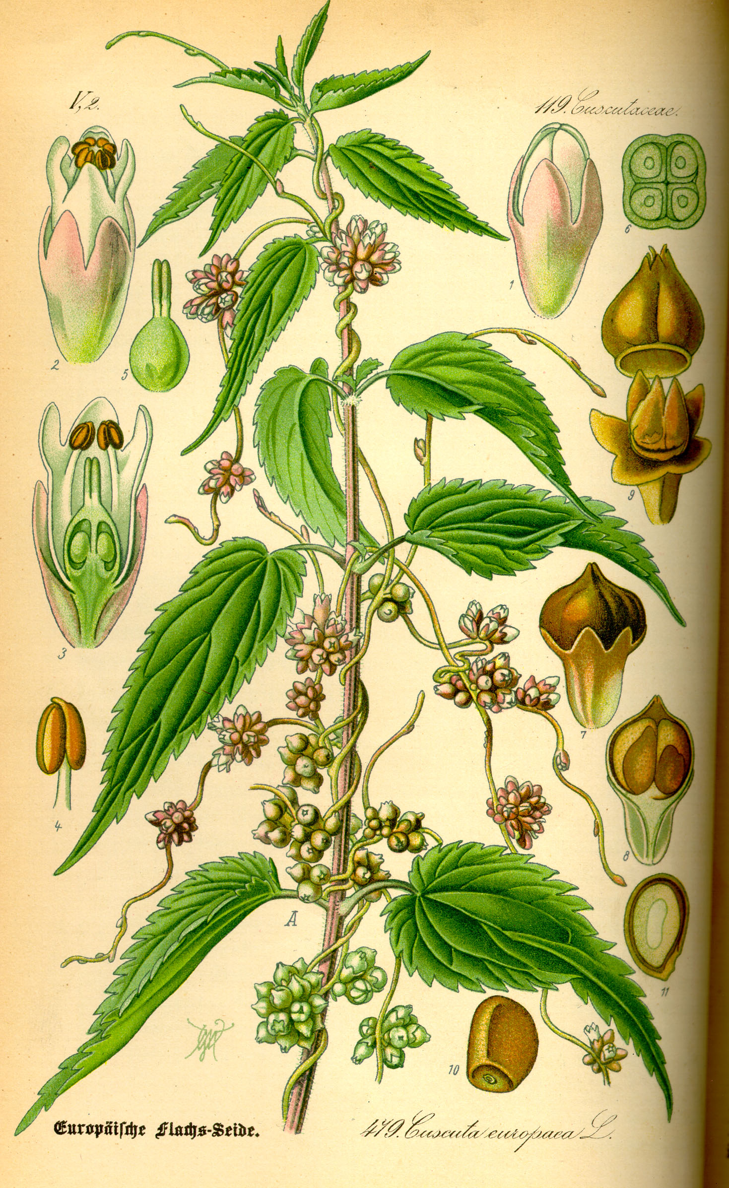 Illustration Cuscuta europaea0