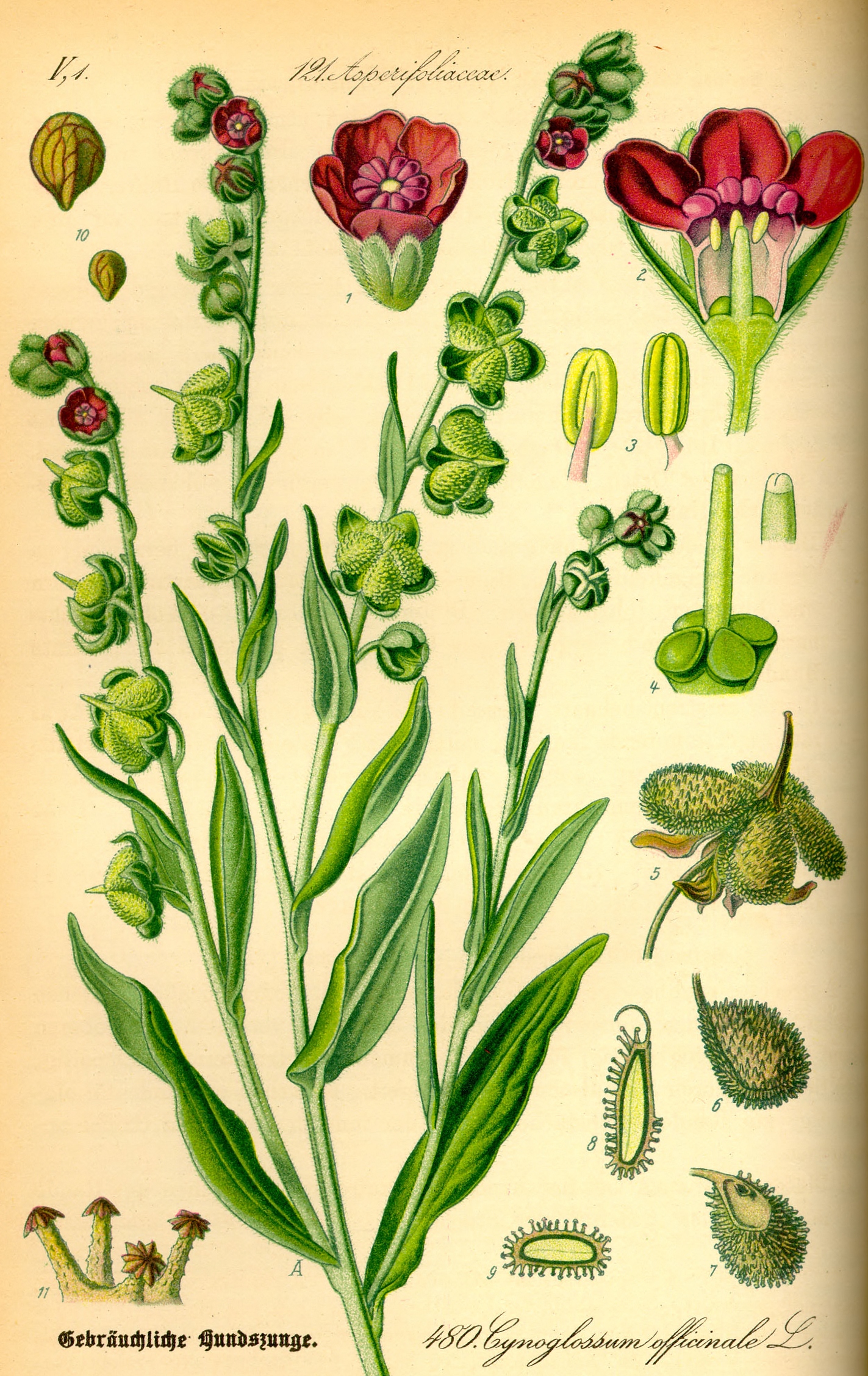 Illustration Cynoglossum officinale0