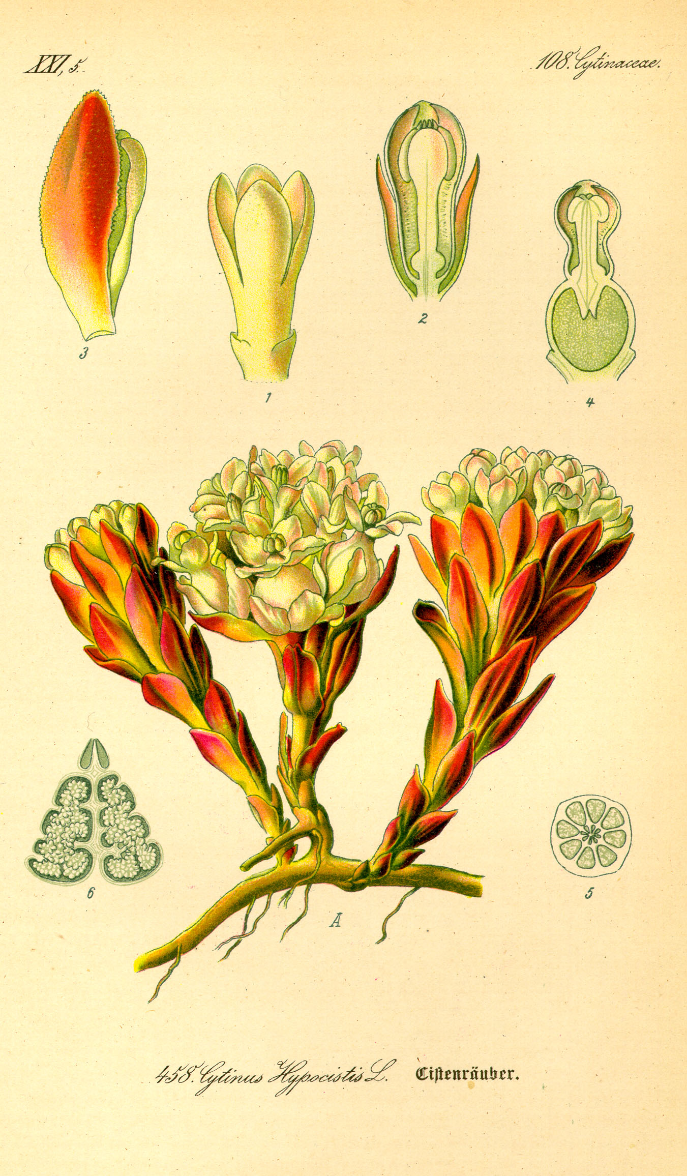 Illustration Cytinus hypocistis0