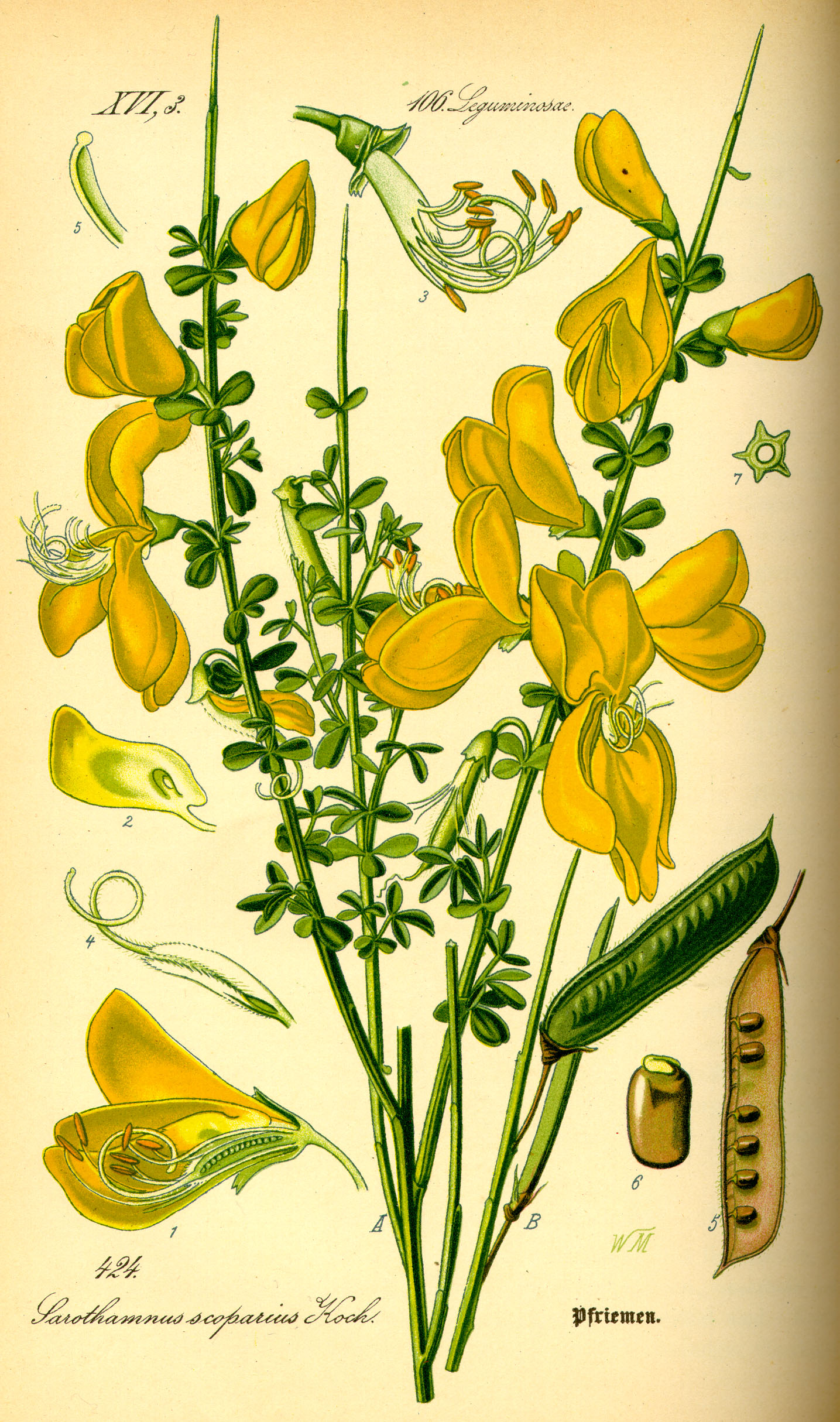 Illustration Cytisus scoparius0