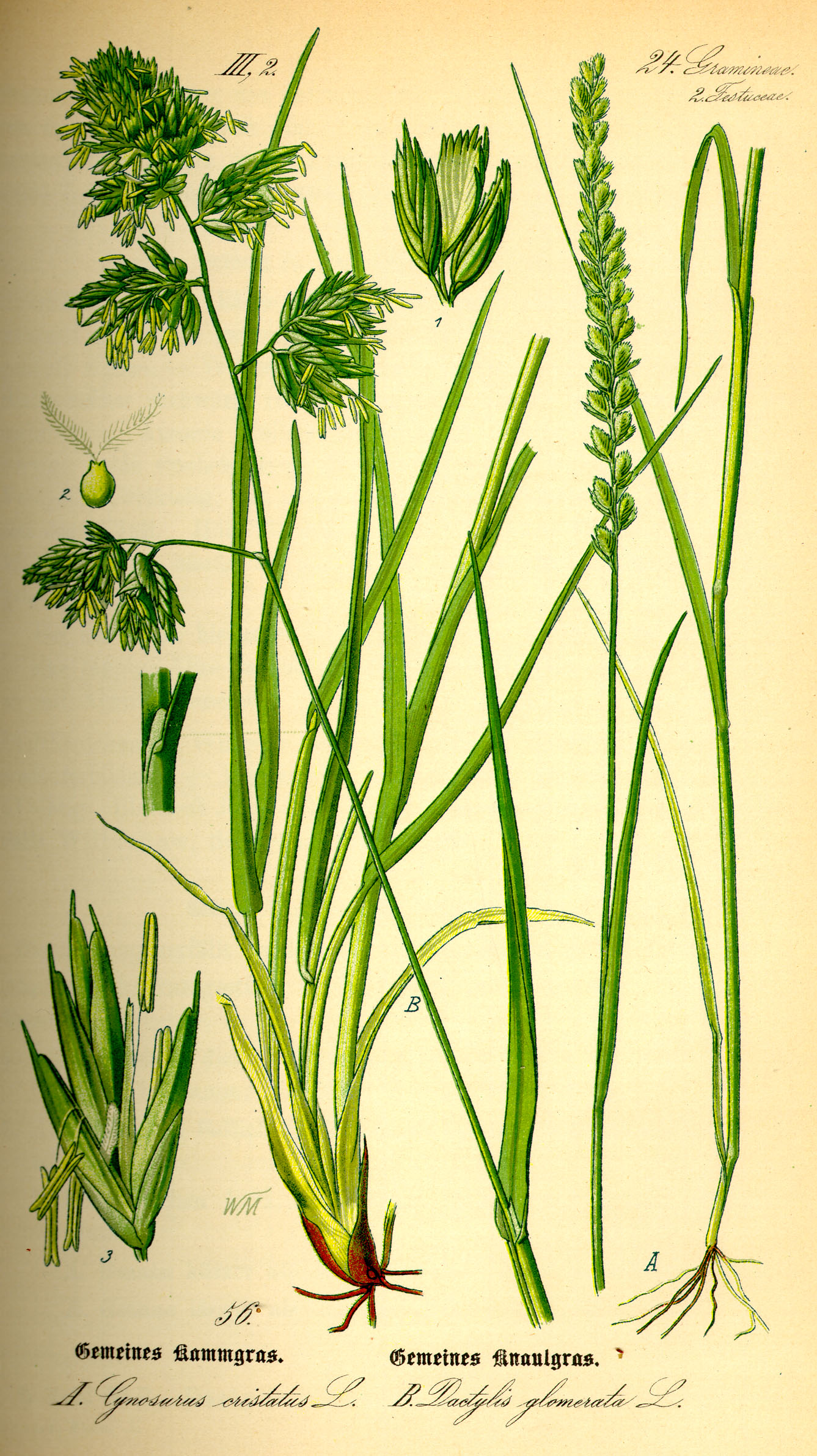 Illustration Dactylis glomerata0