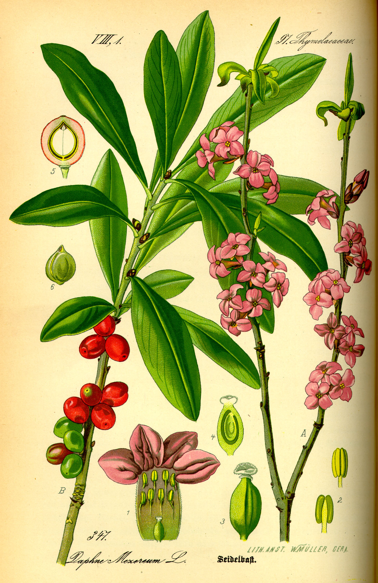 Illustration Daphne mezereum0