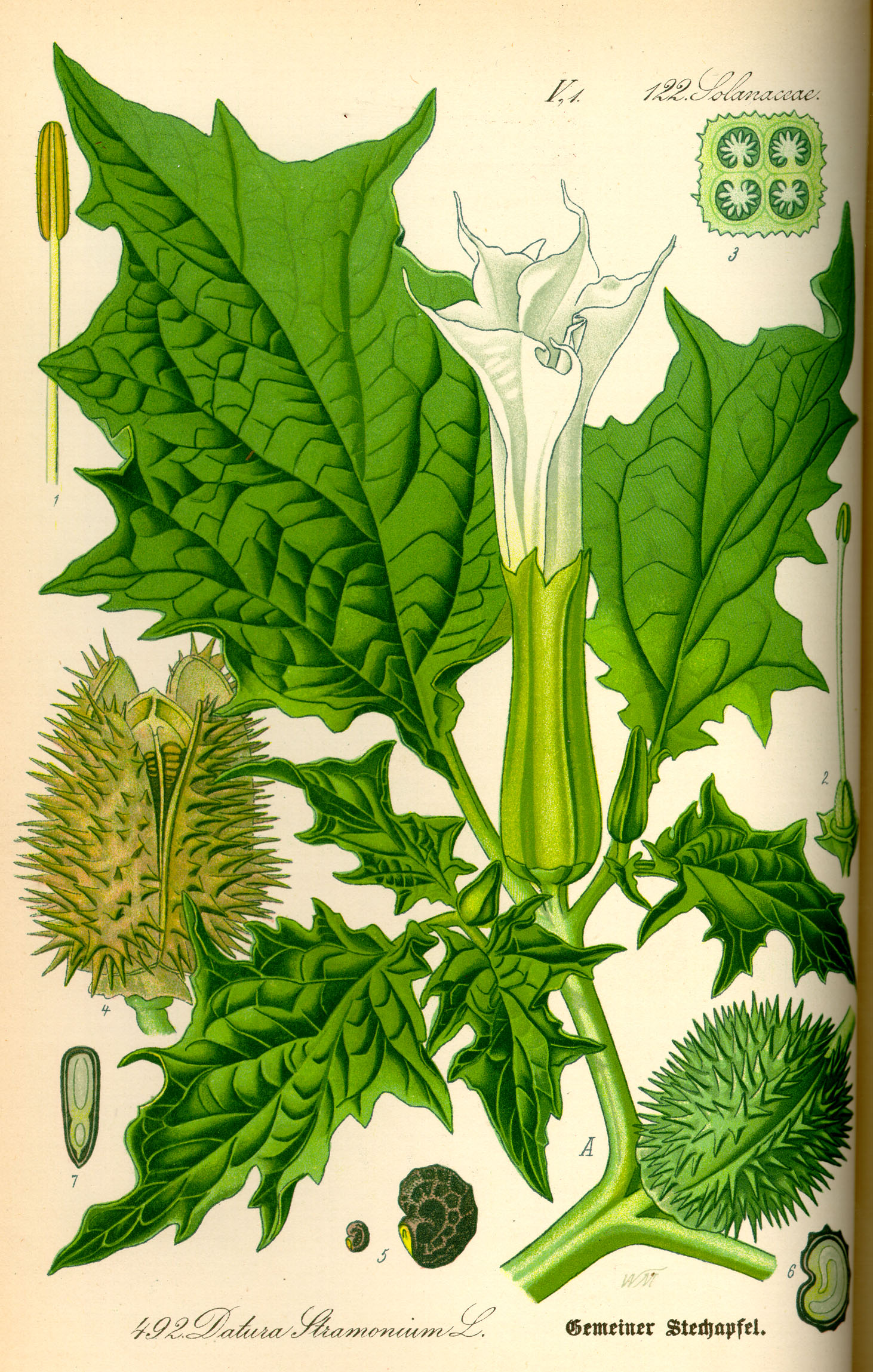 Illustration Datura stramonium0