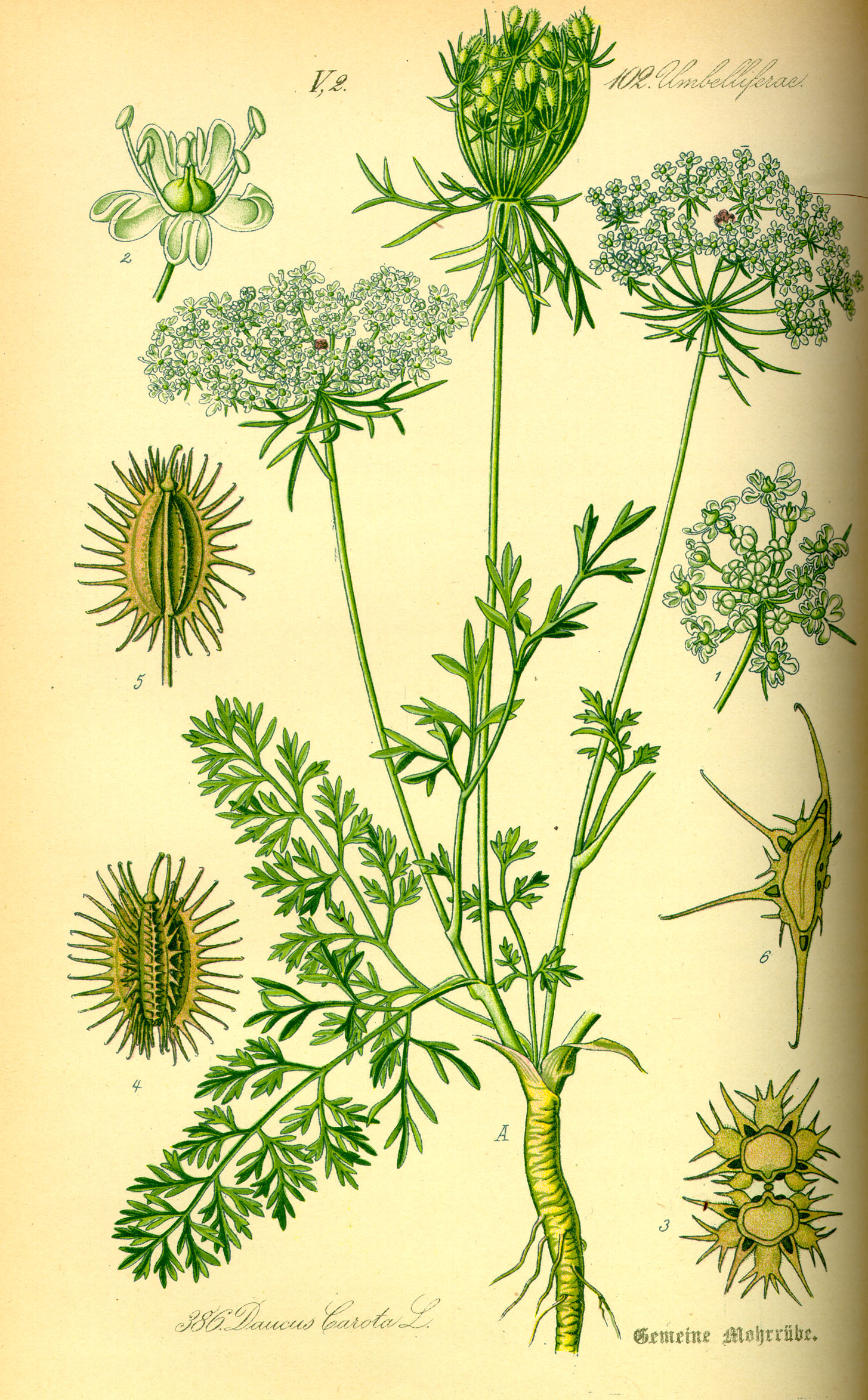 Illustration Daucus carota0