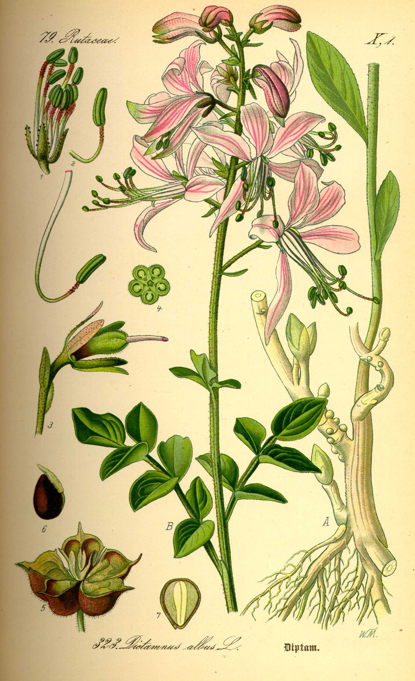Illustration Dictamnus albus0