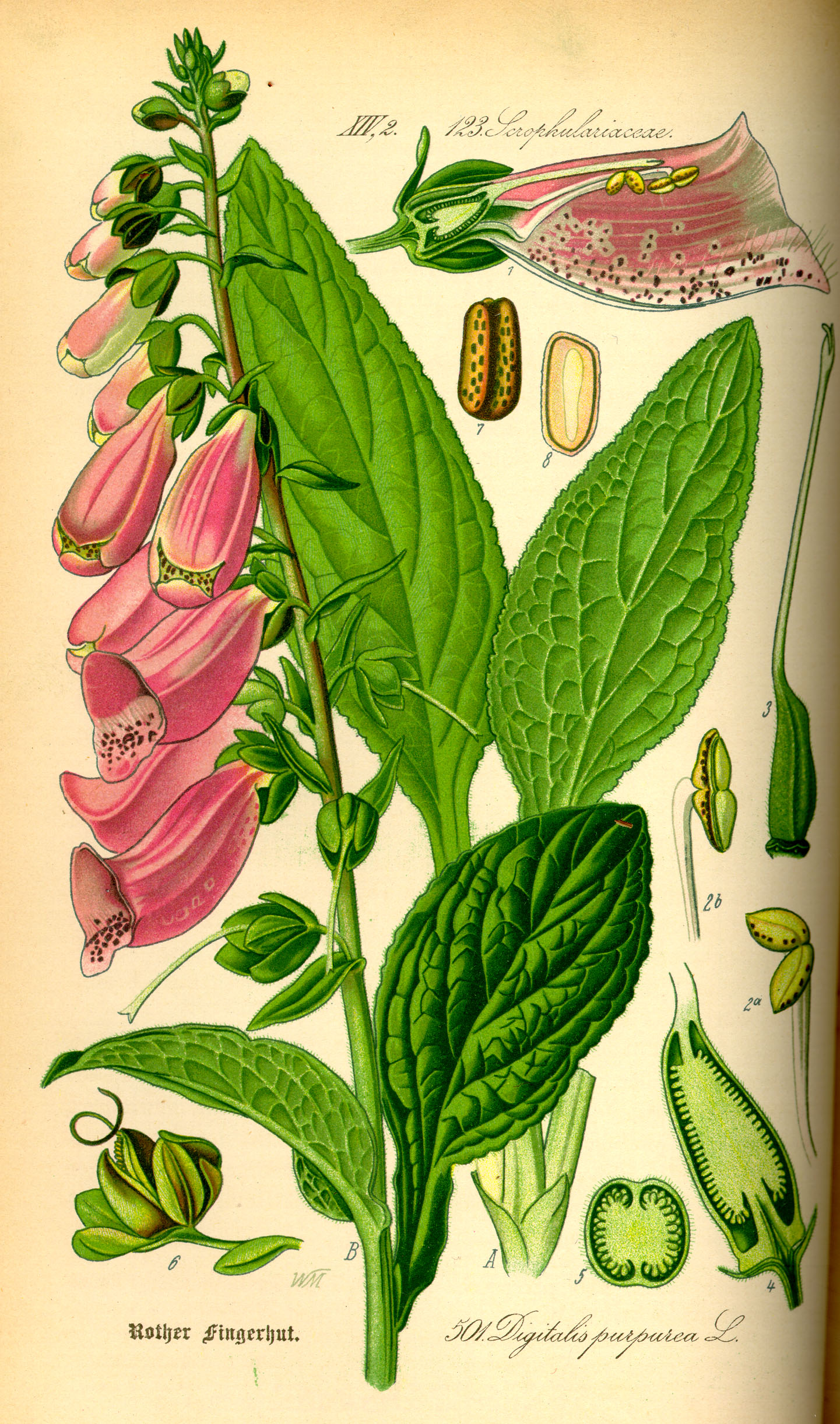 Illustration Digitalis purpurea0