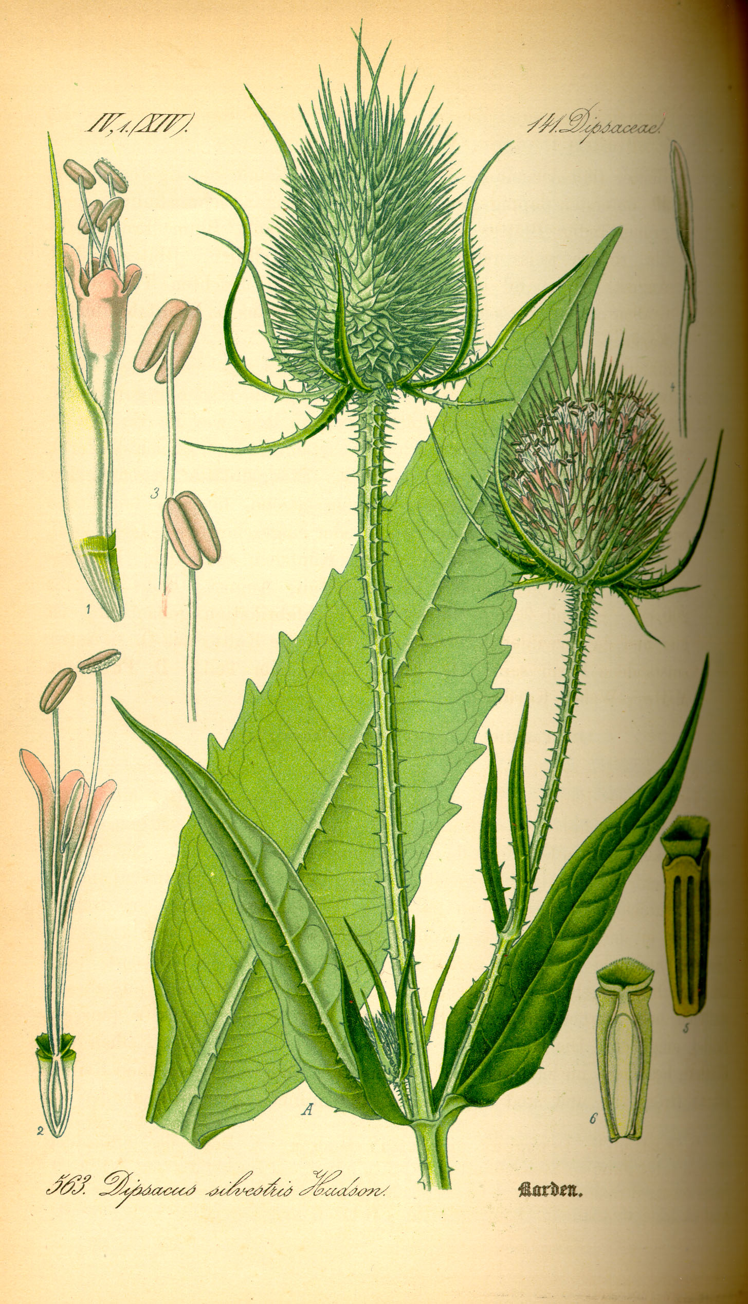 Illustration Dipsacus fullonum0