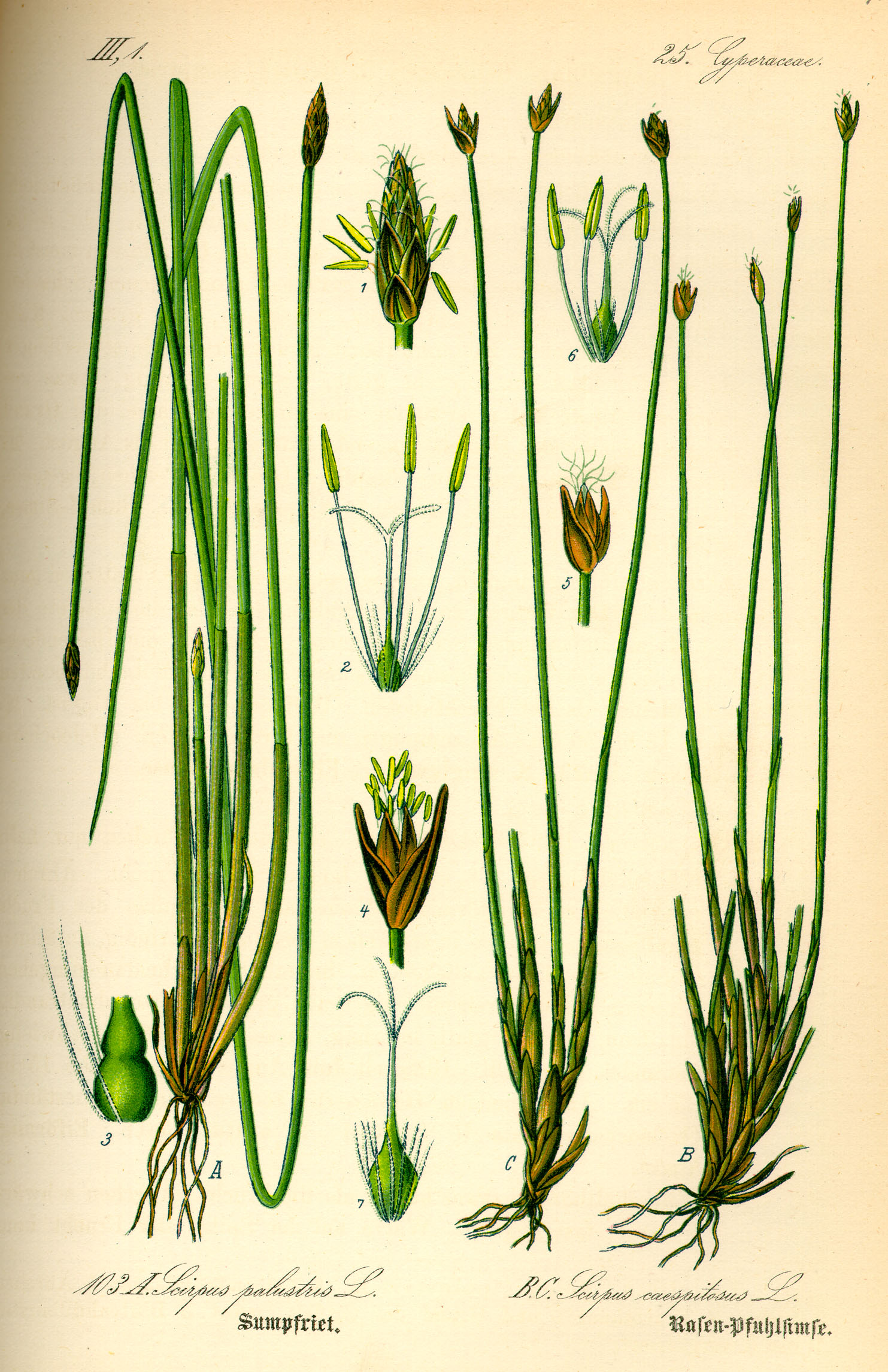 Illustration Eleocharis palustris0
