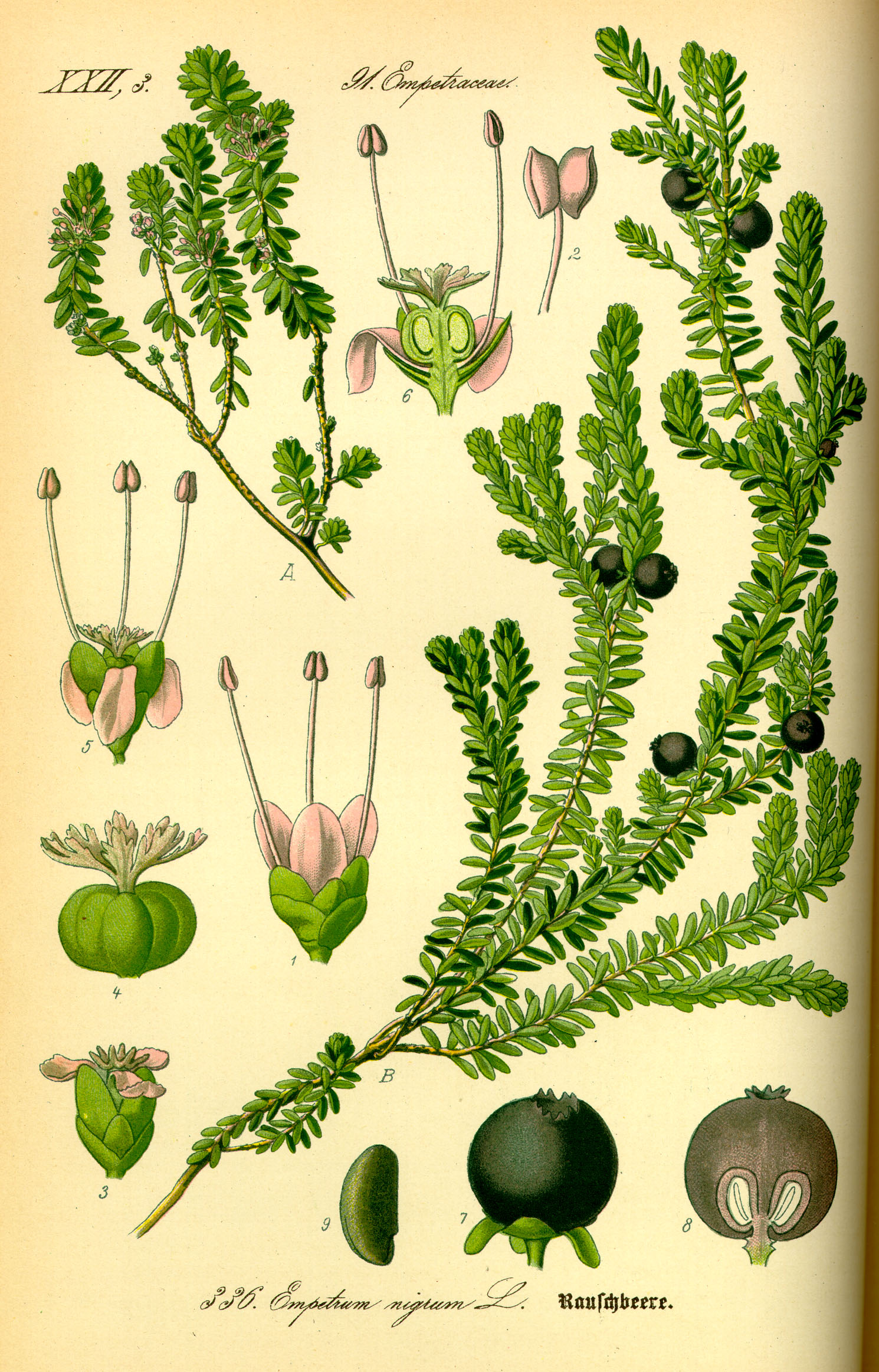 Illustration Empetrum nigrum0