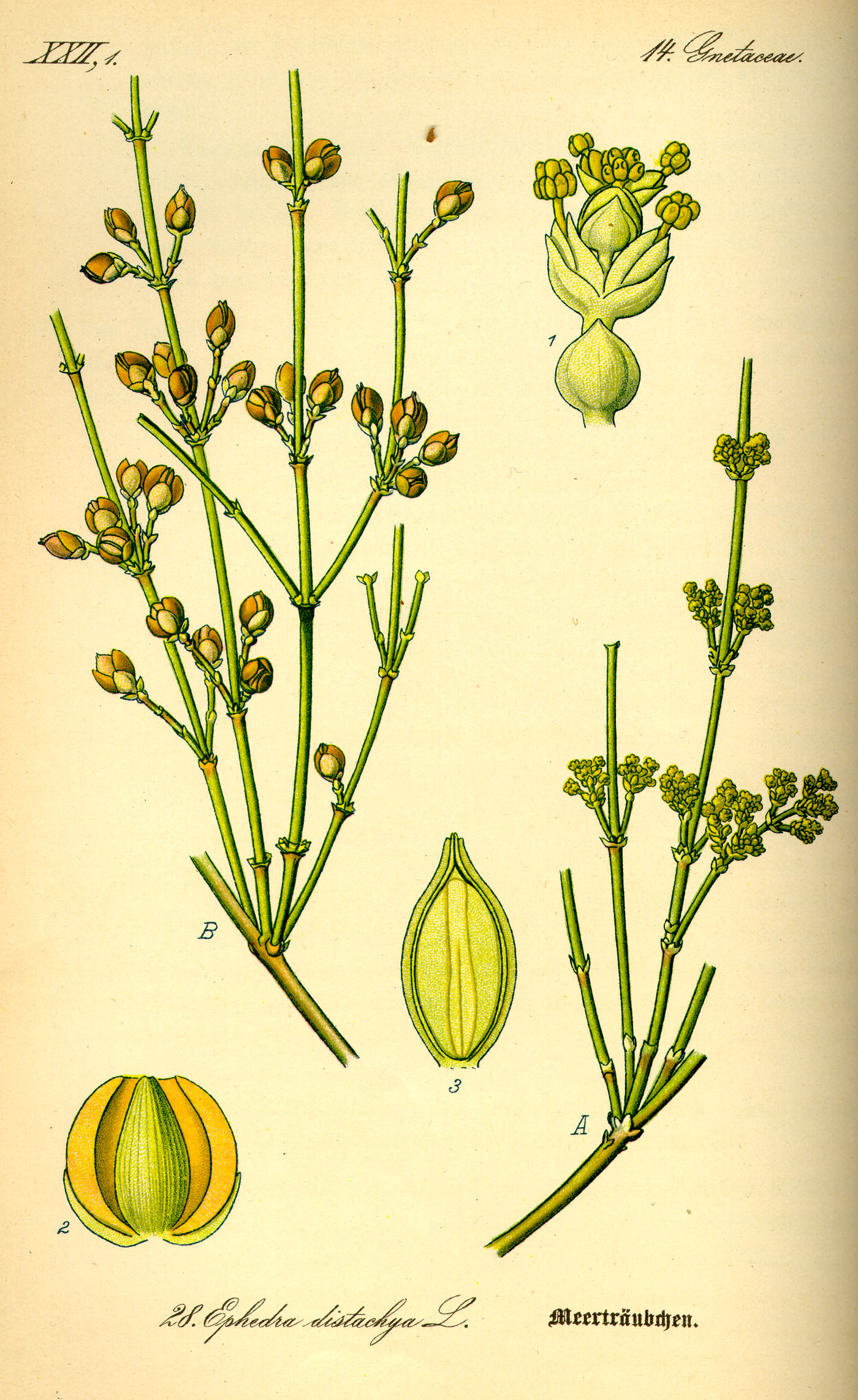 Illustration Ephedra distachya0