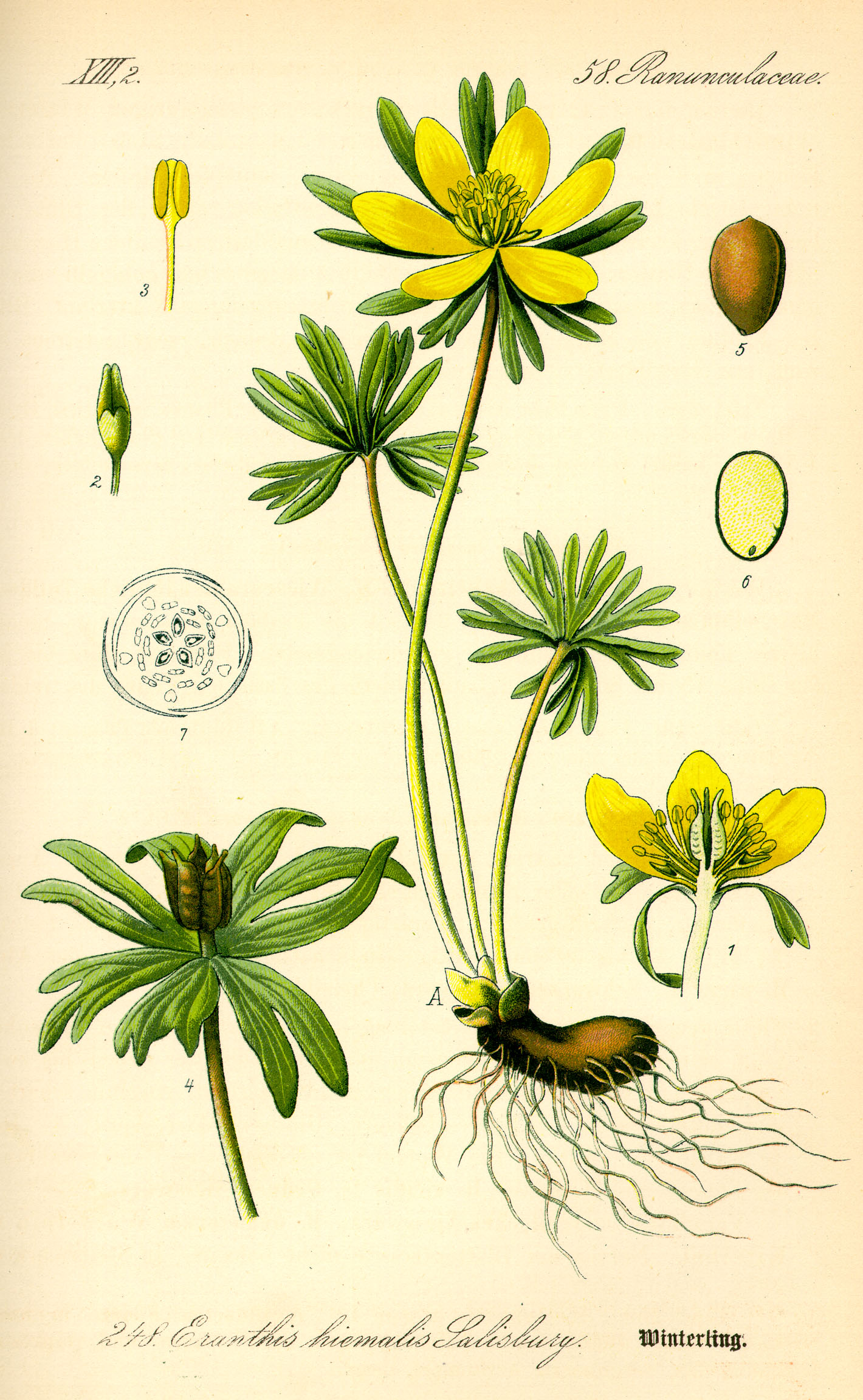 Illustration Eranthis hyemalis0