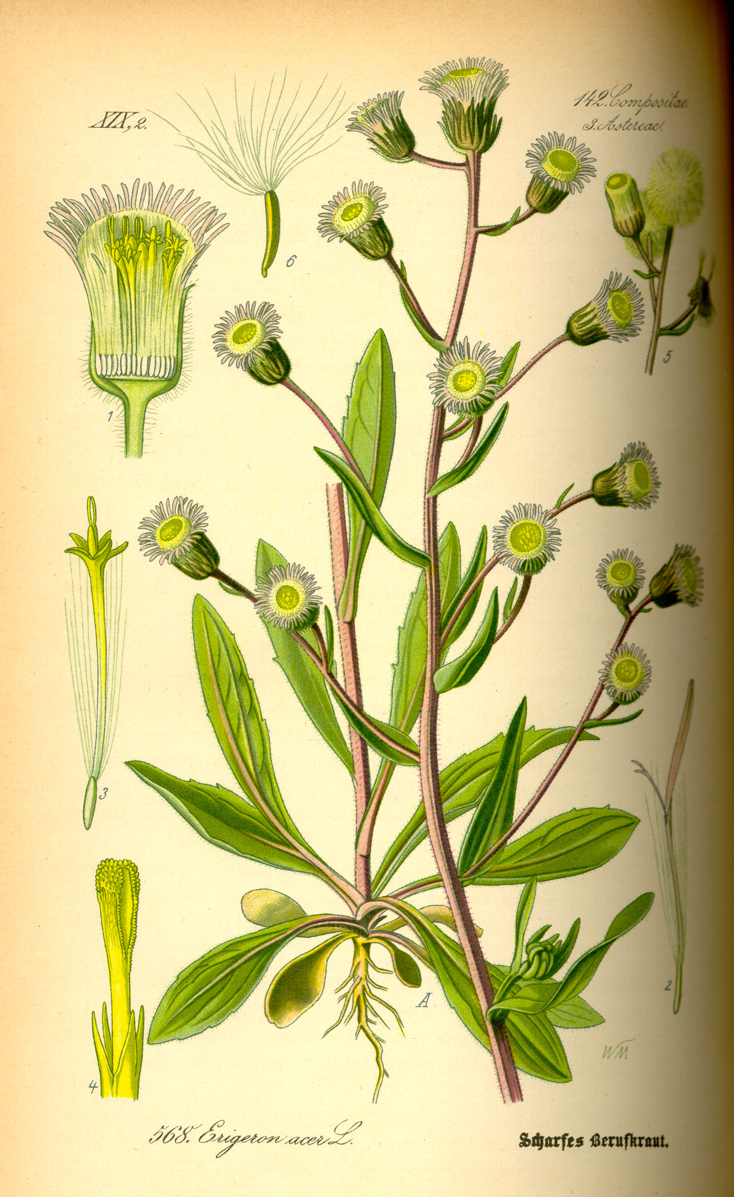 Illustration Erigeron acer0