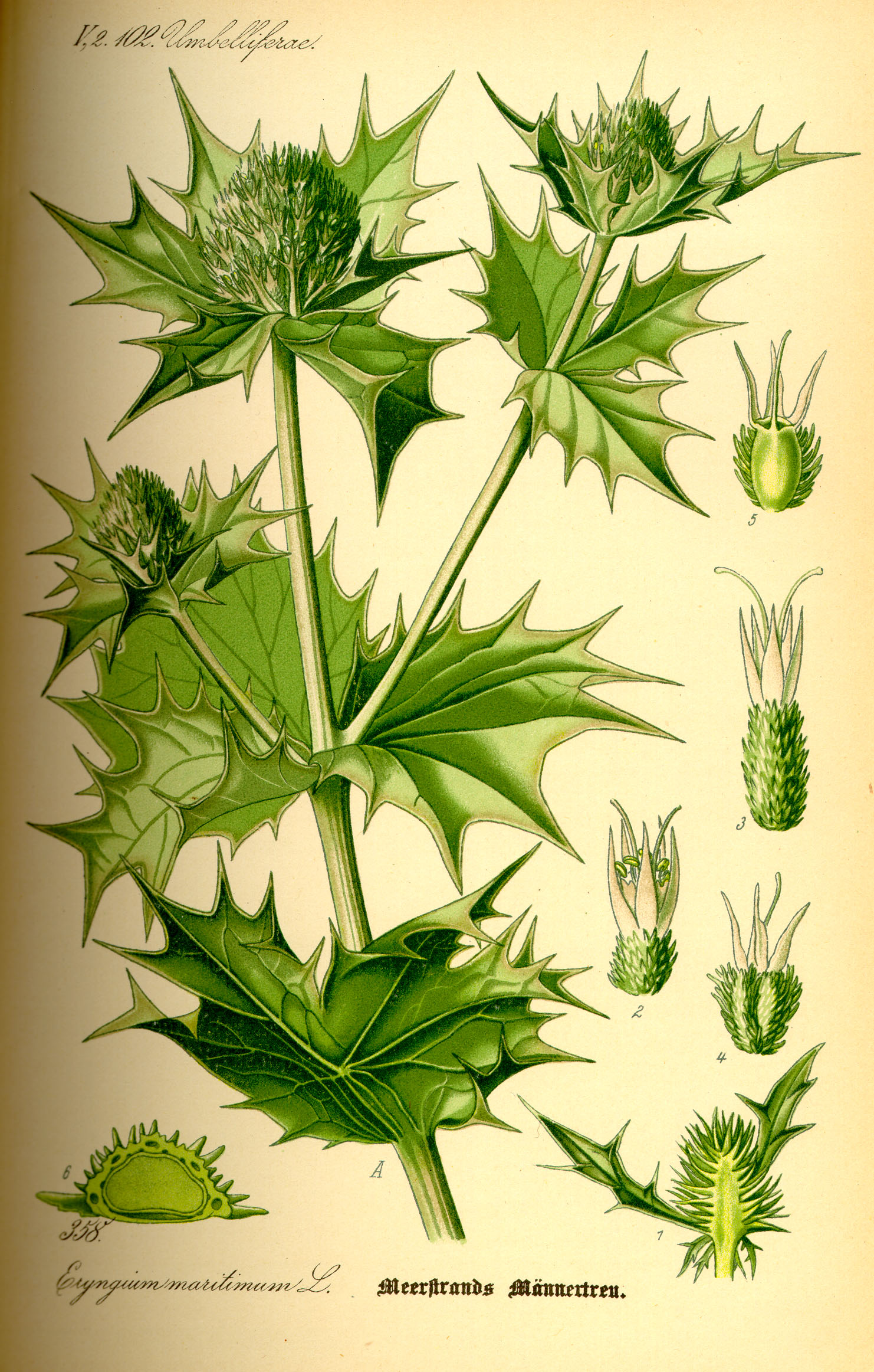 Illustration Eryngium maritimum0
