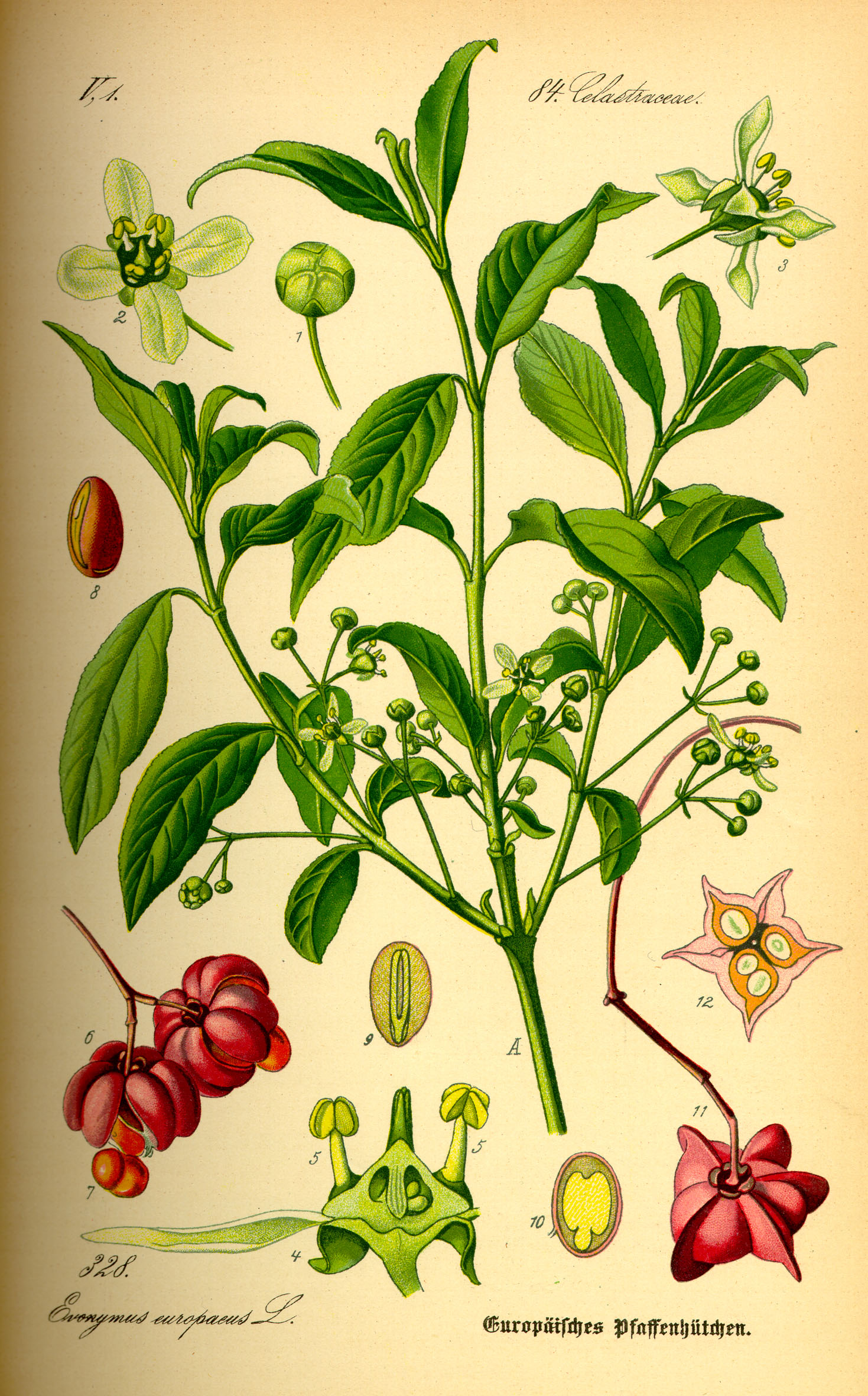 Illustration Euonymus europaea0