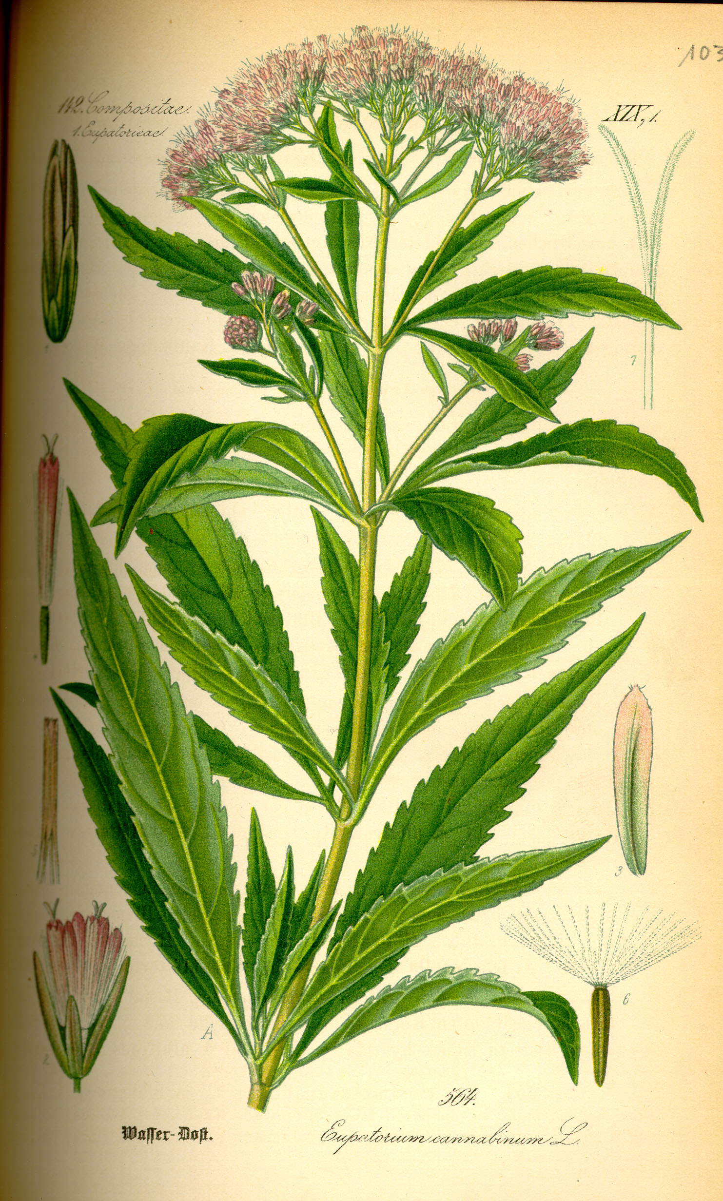 Illustration Eupatorium cannabinum0