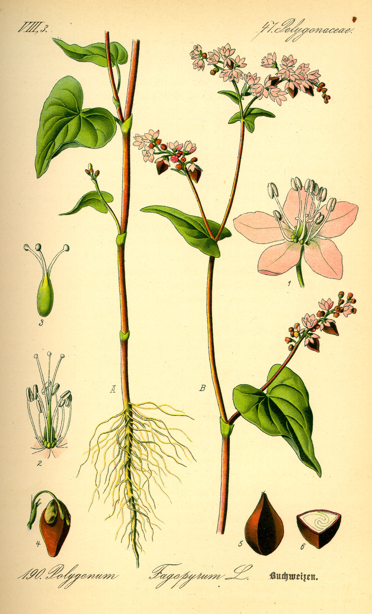 Illustration Fagopyrum esculentum0