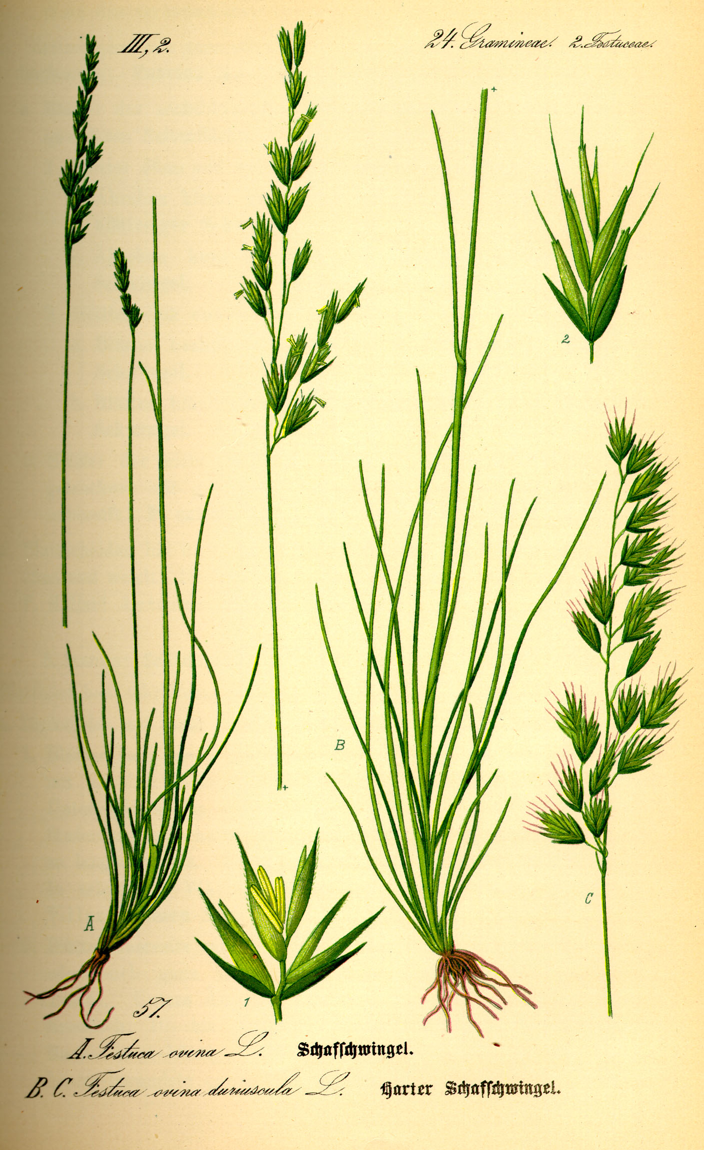Illustration Festuca ovina0