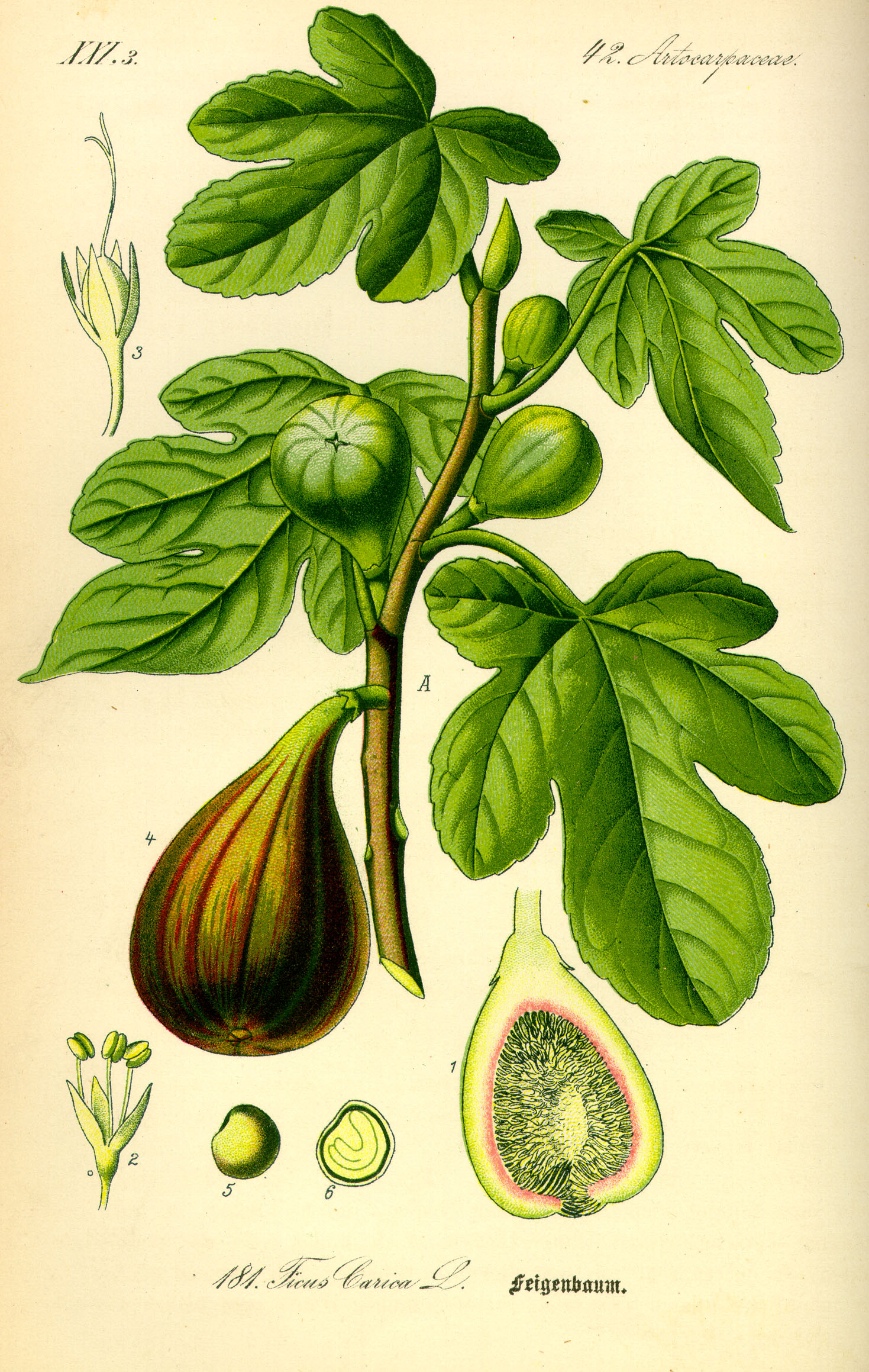 Illustration Ficus carica0