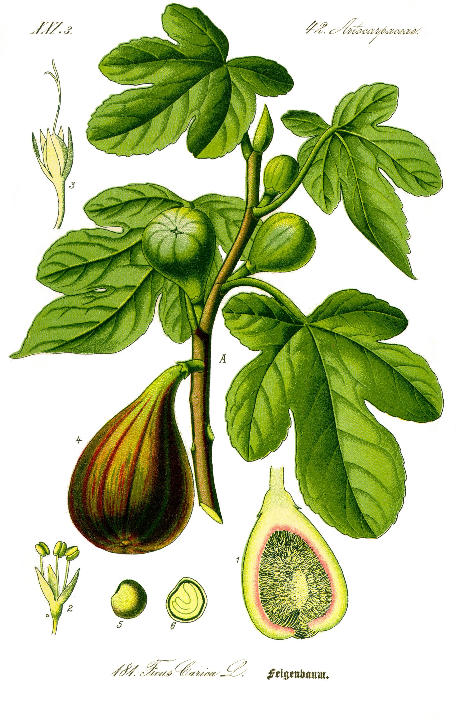 Illustration Ficus carica0 clean