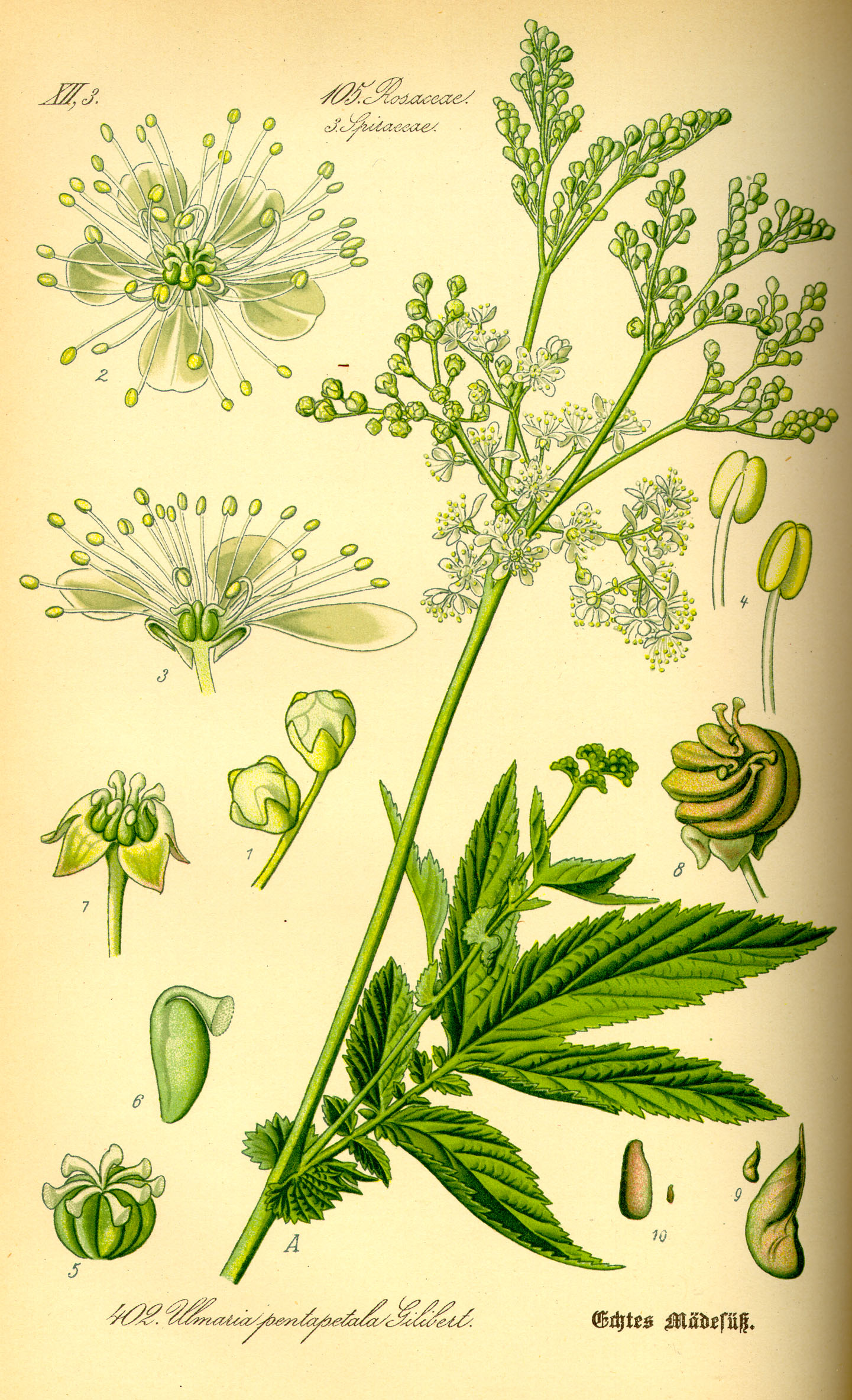 Illustration Filipendula ulmaria0