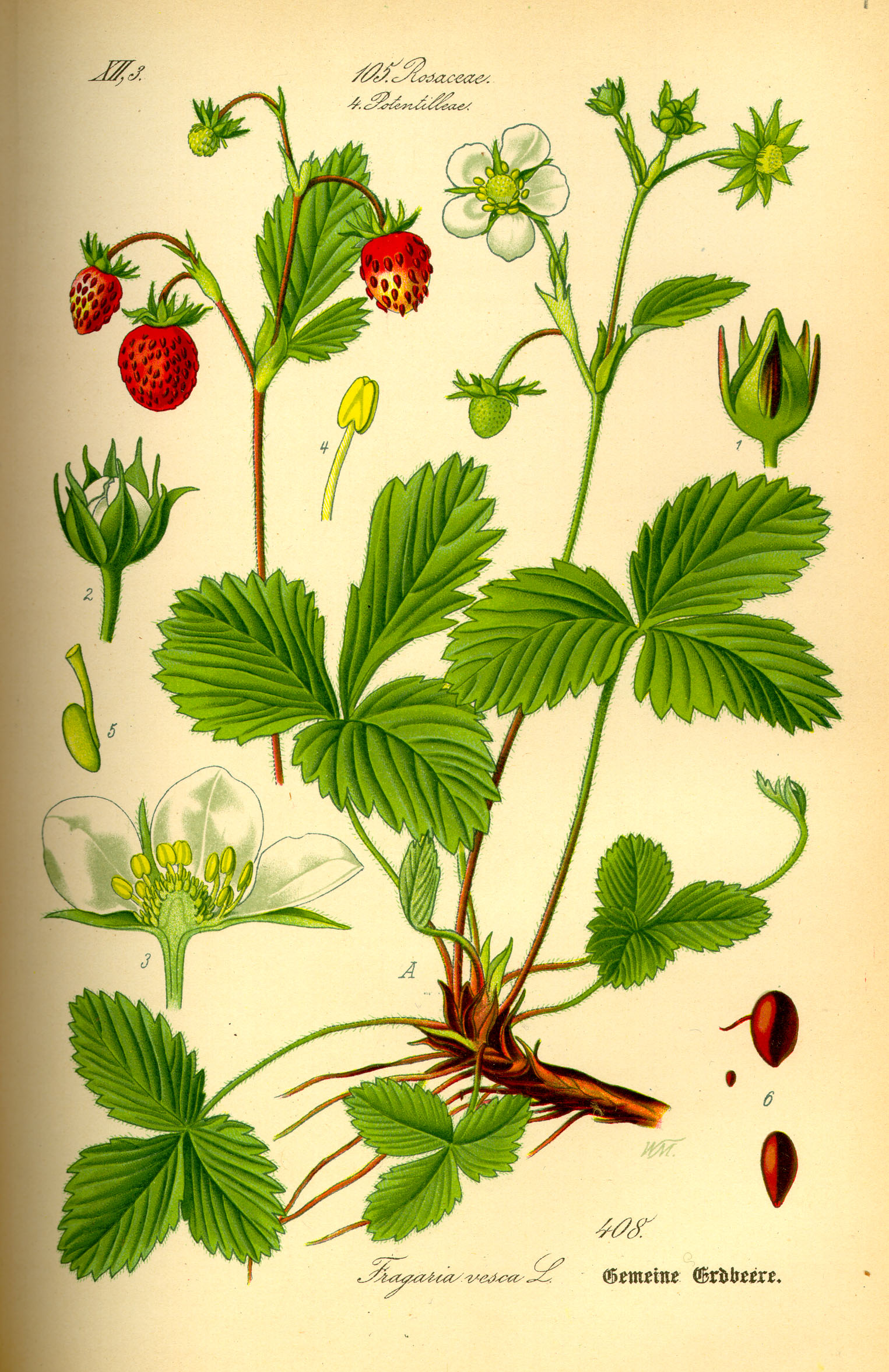 Illustration Fragaria vesca0