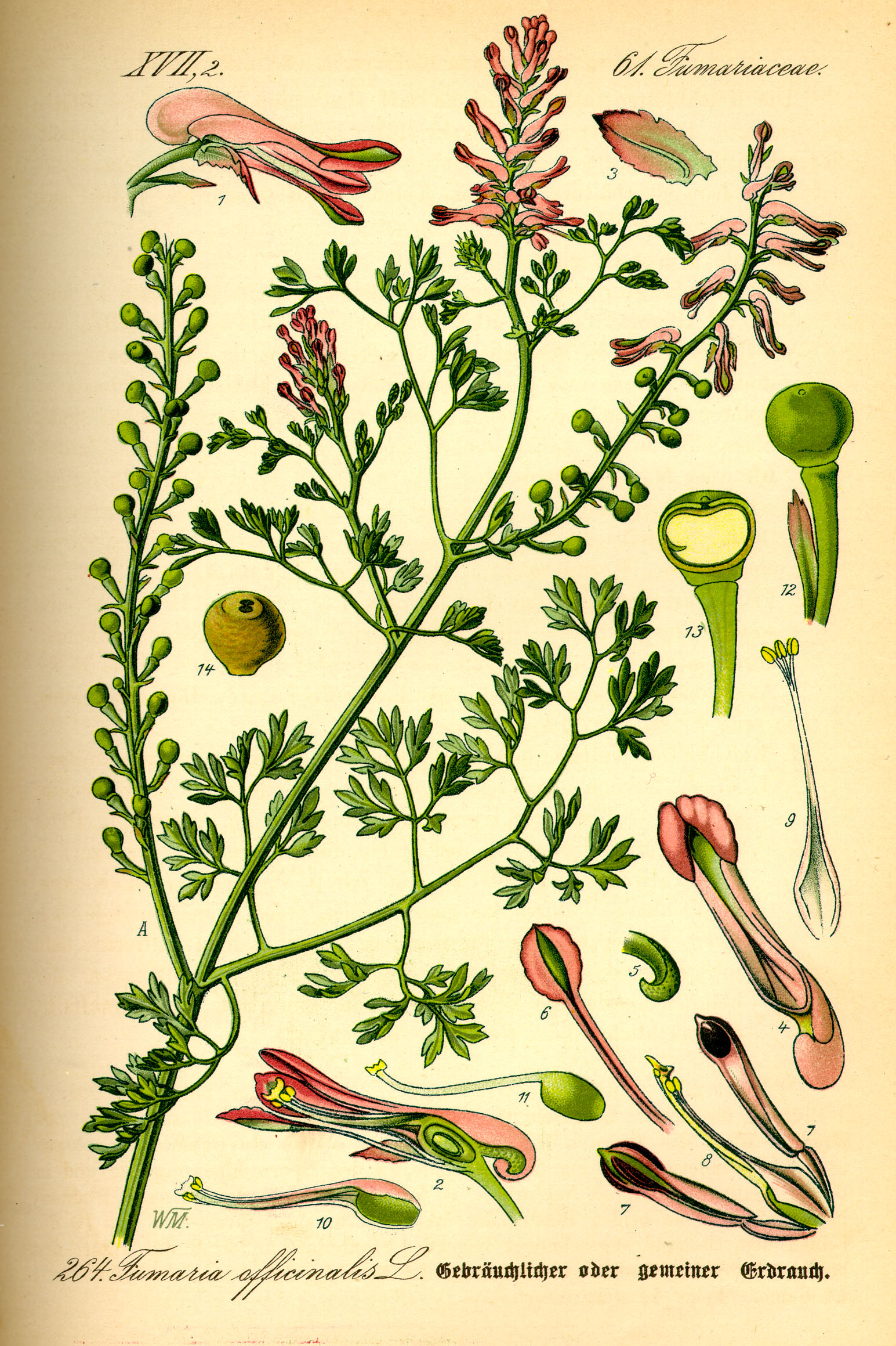 Illustration Fumaria officinalis0