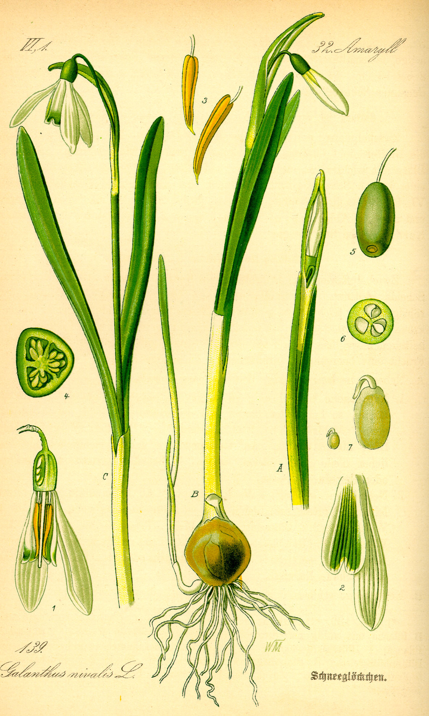 Illustration Galanthus nivalis0
