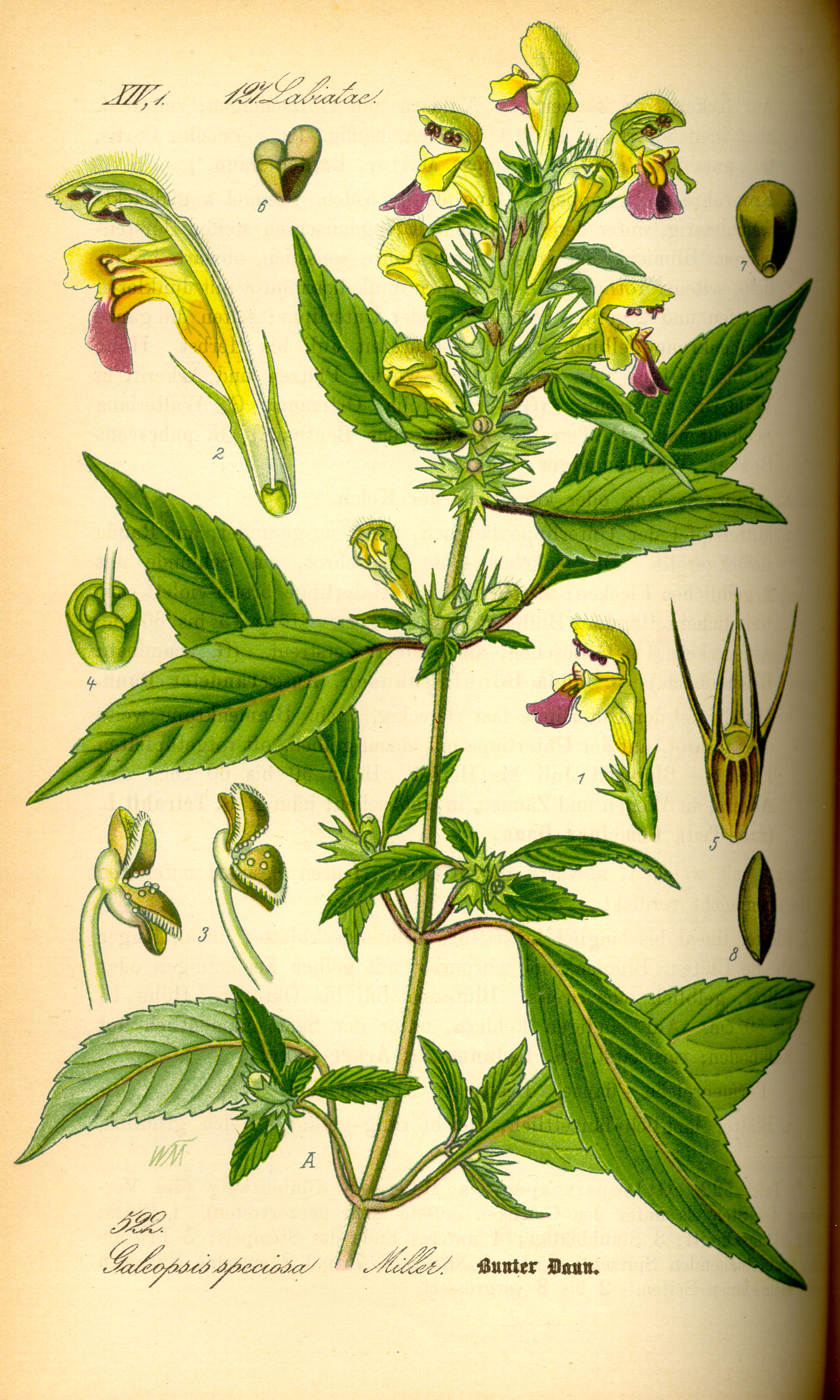 Illustration Galeopis speciosa0