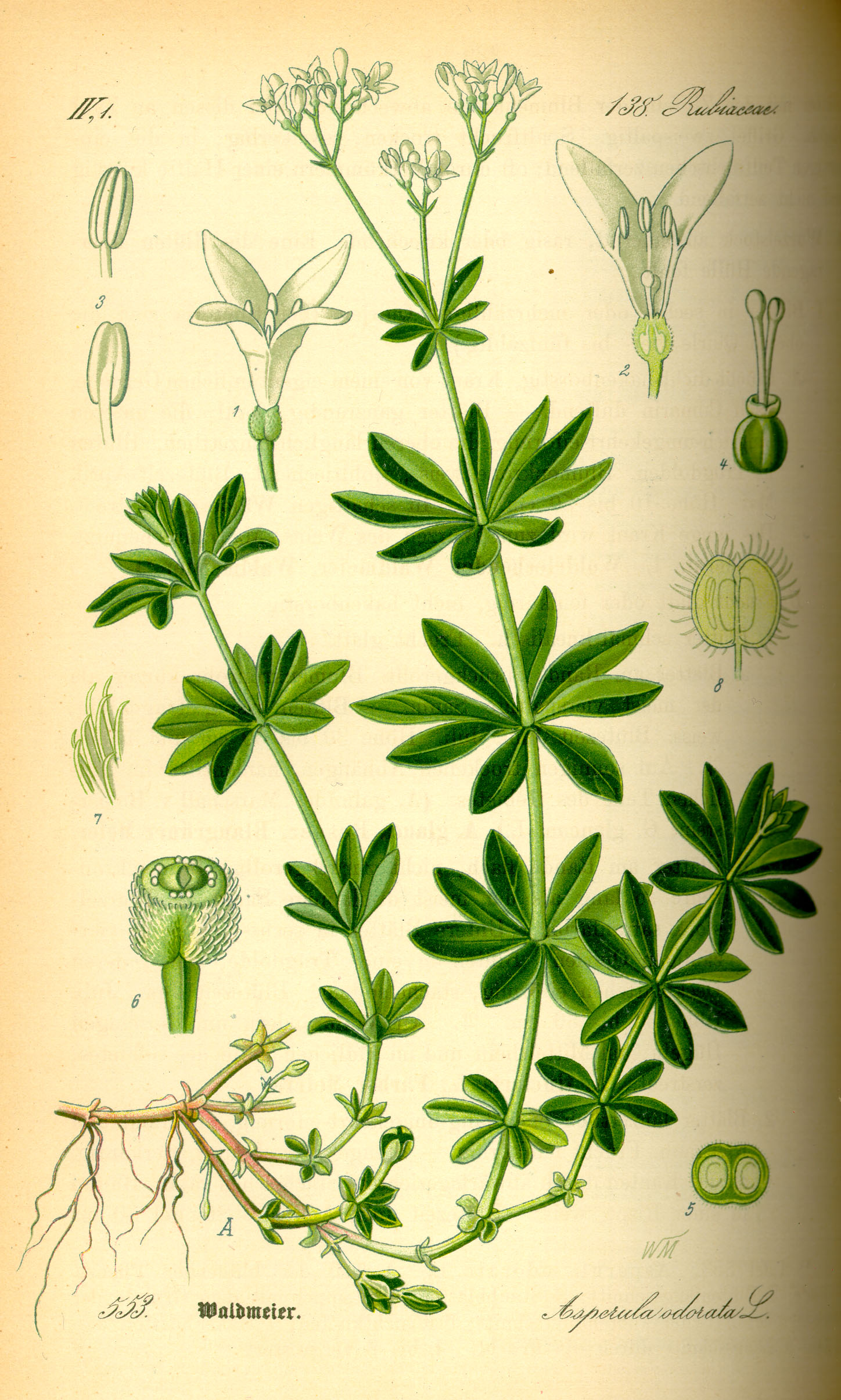 Illustration Galium odorata0