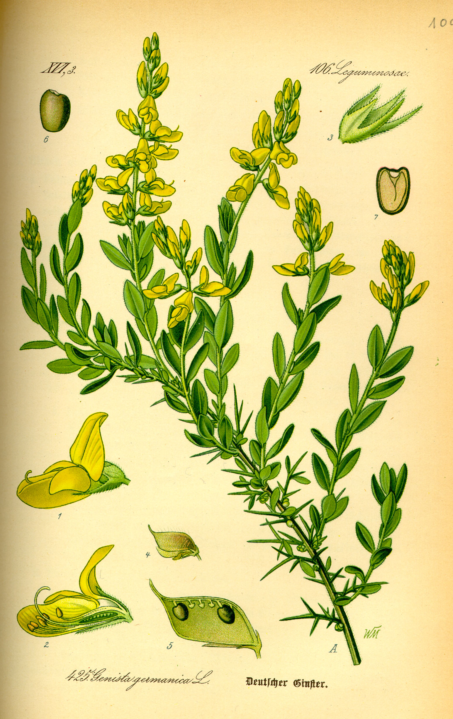 Illustration Genista germanica0