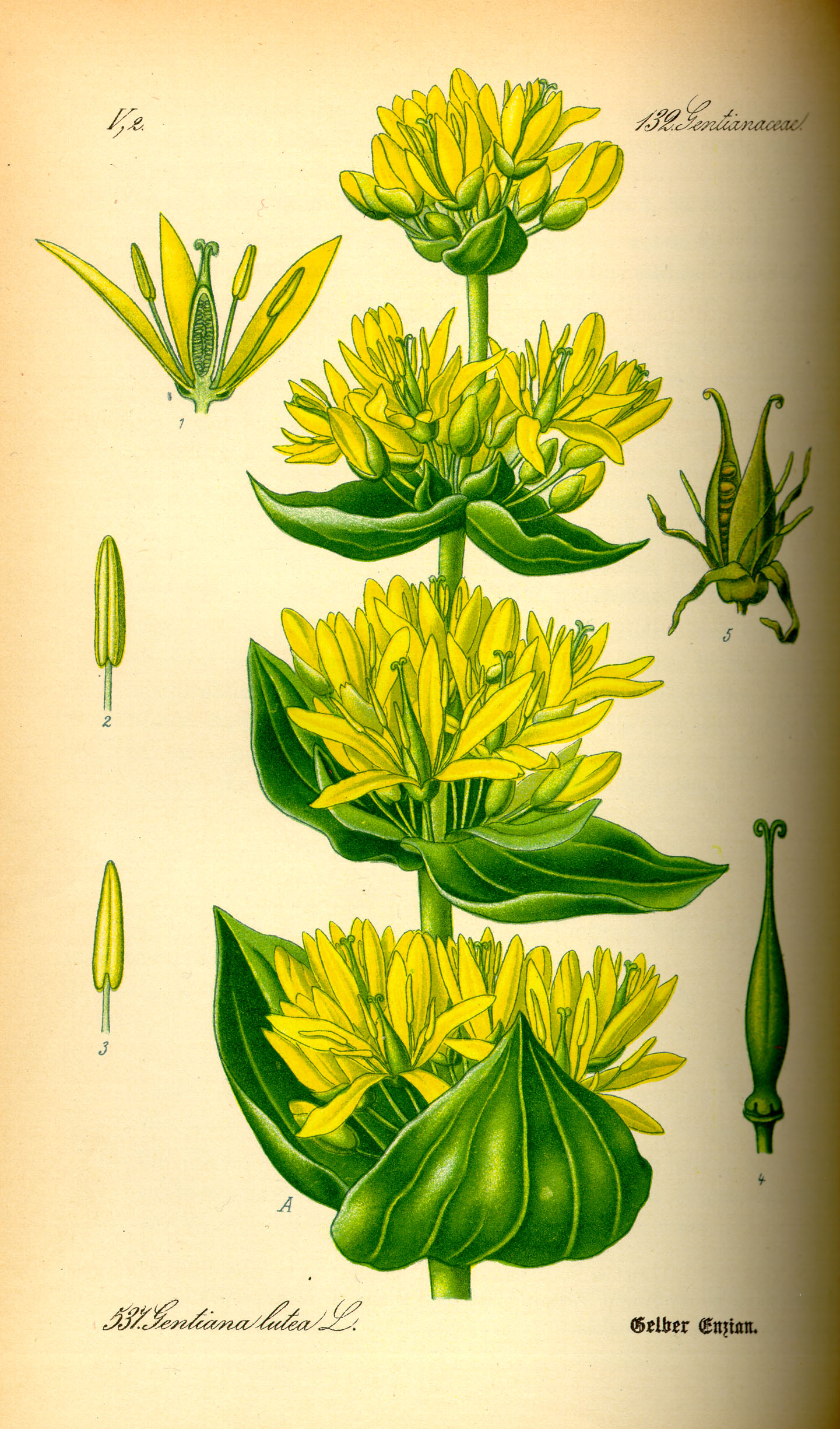 Illustration Gentiana lutea0