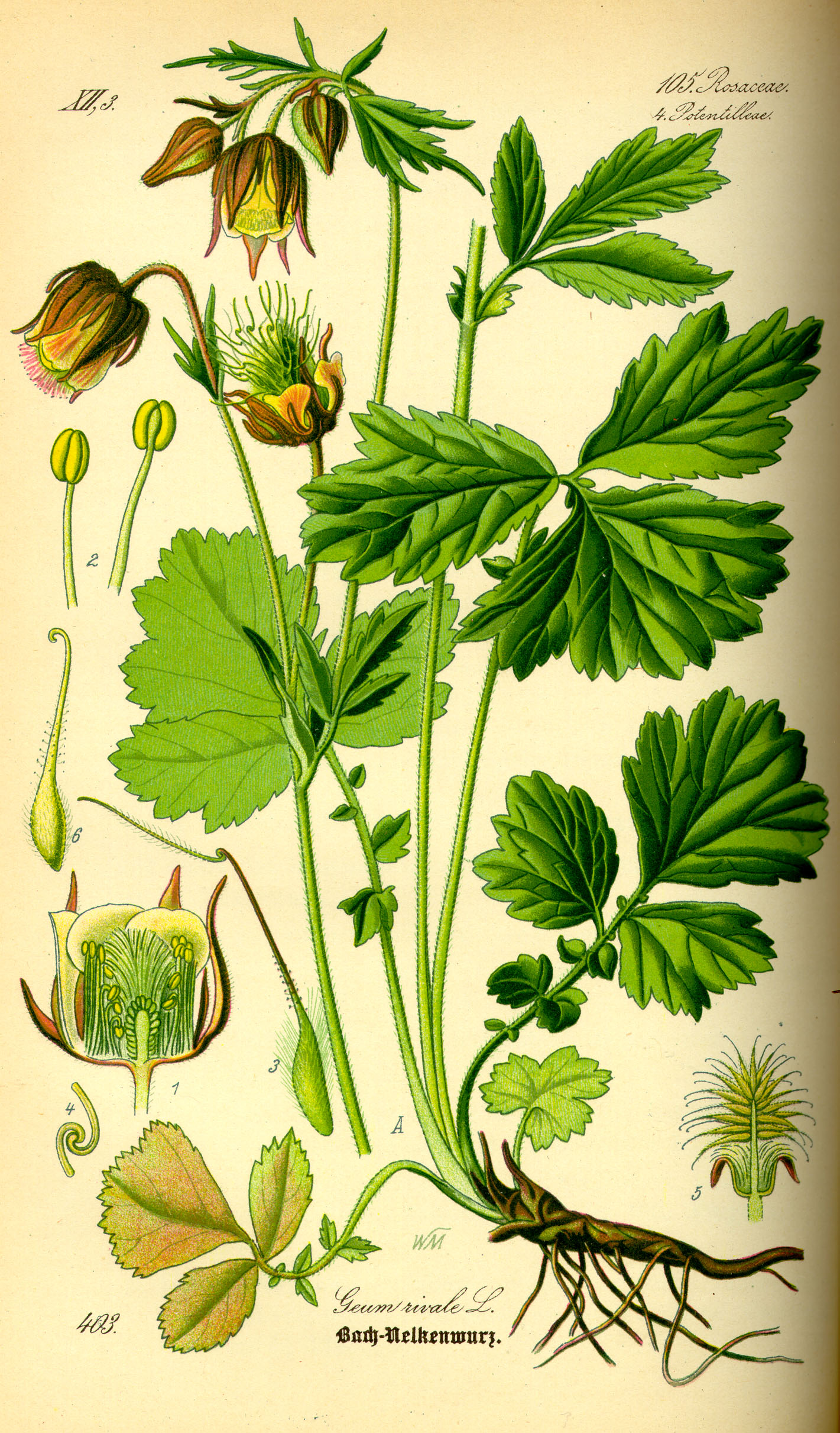 Illustration Geum rivale0