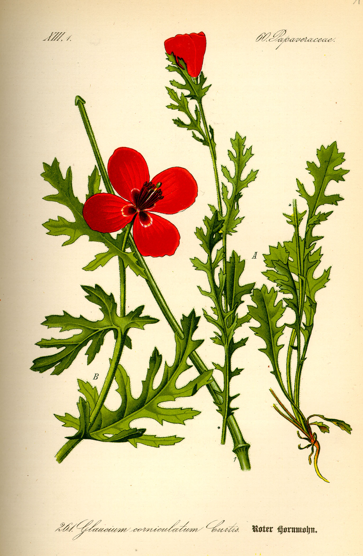 Illustration Glaucium corniculatum0
