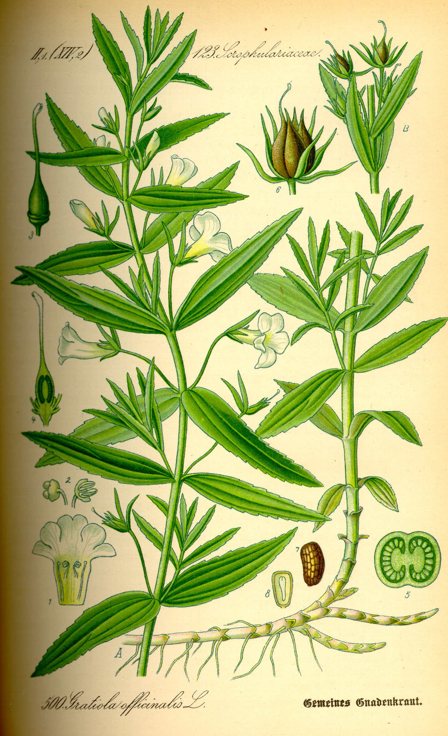 Illustration Gratiola officinalis0