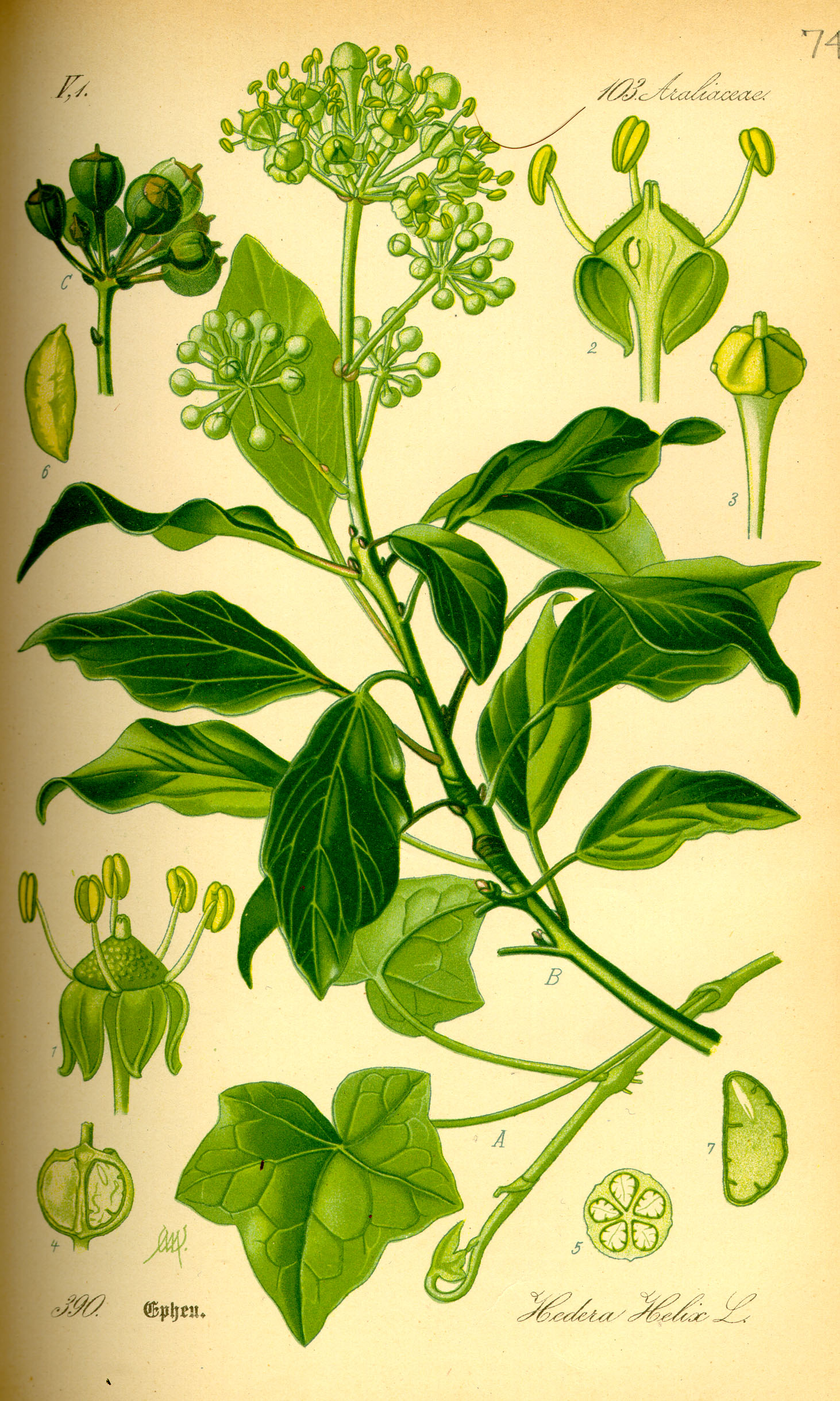Illustration Hedera helix0