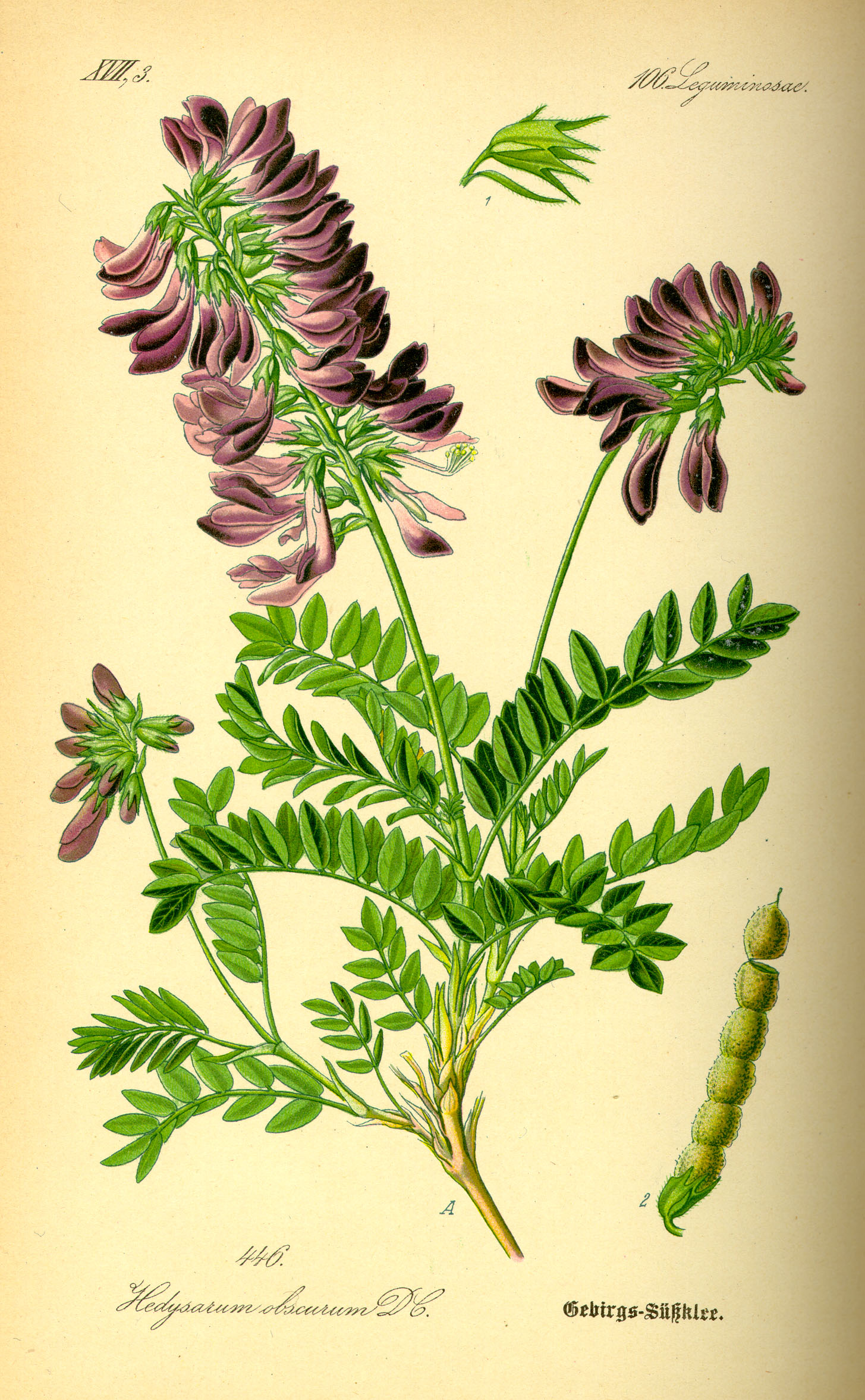 Illustration Hedysarum hedisaroides0