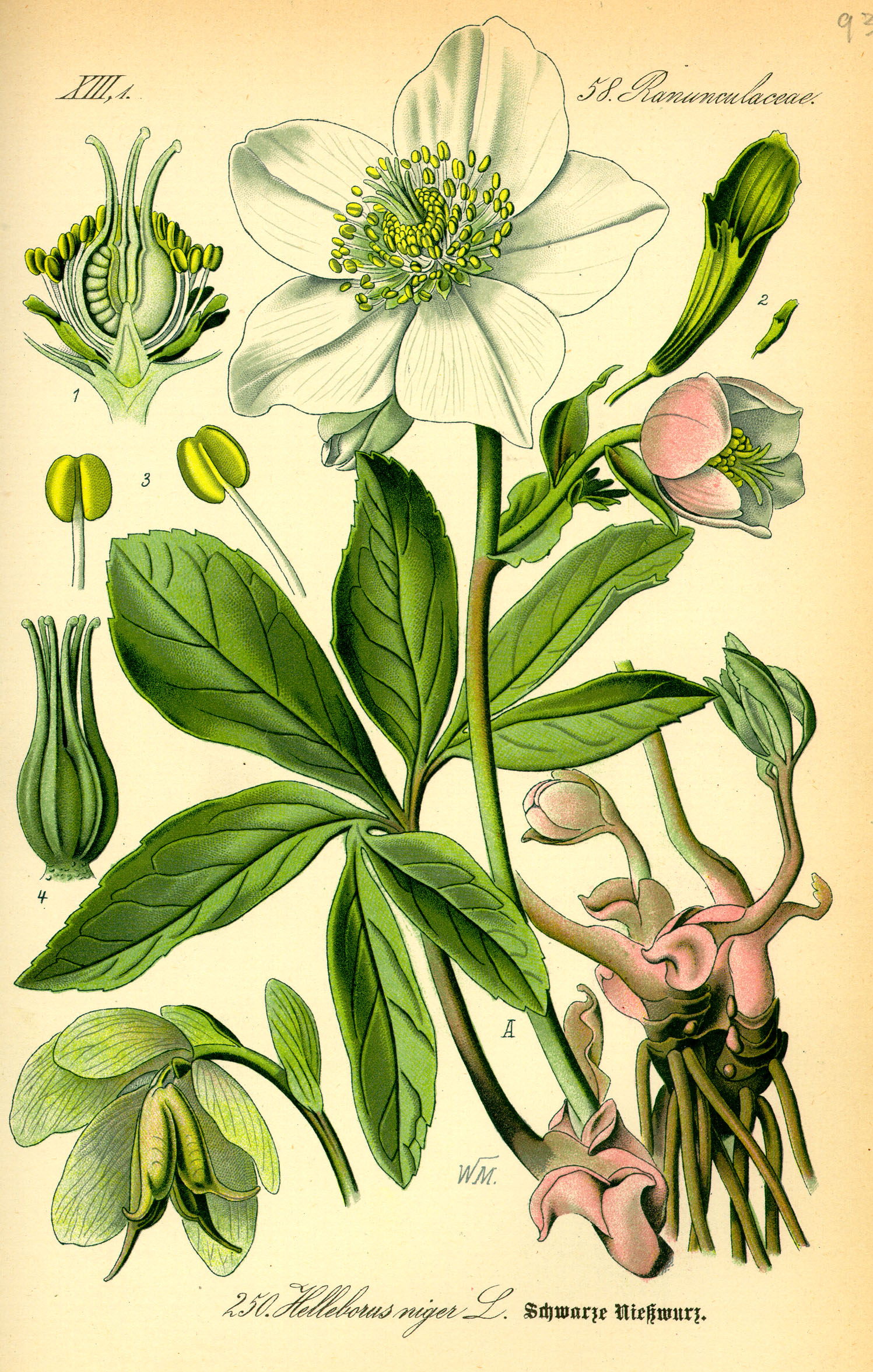 Illustration Helleborus niger0