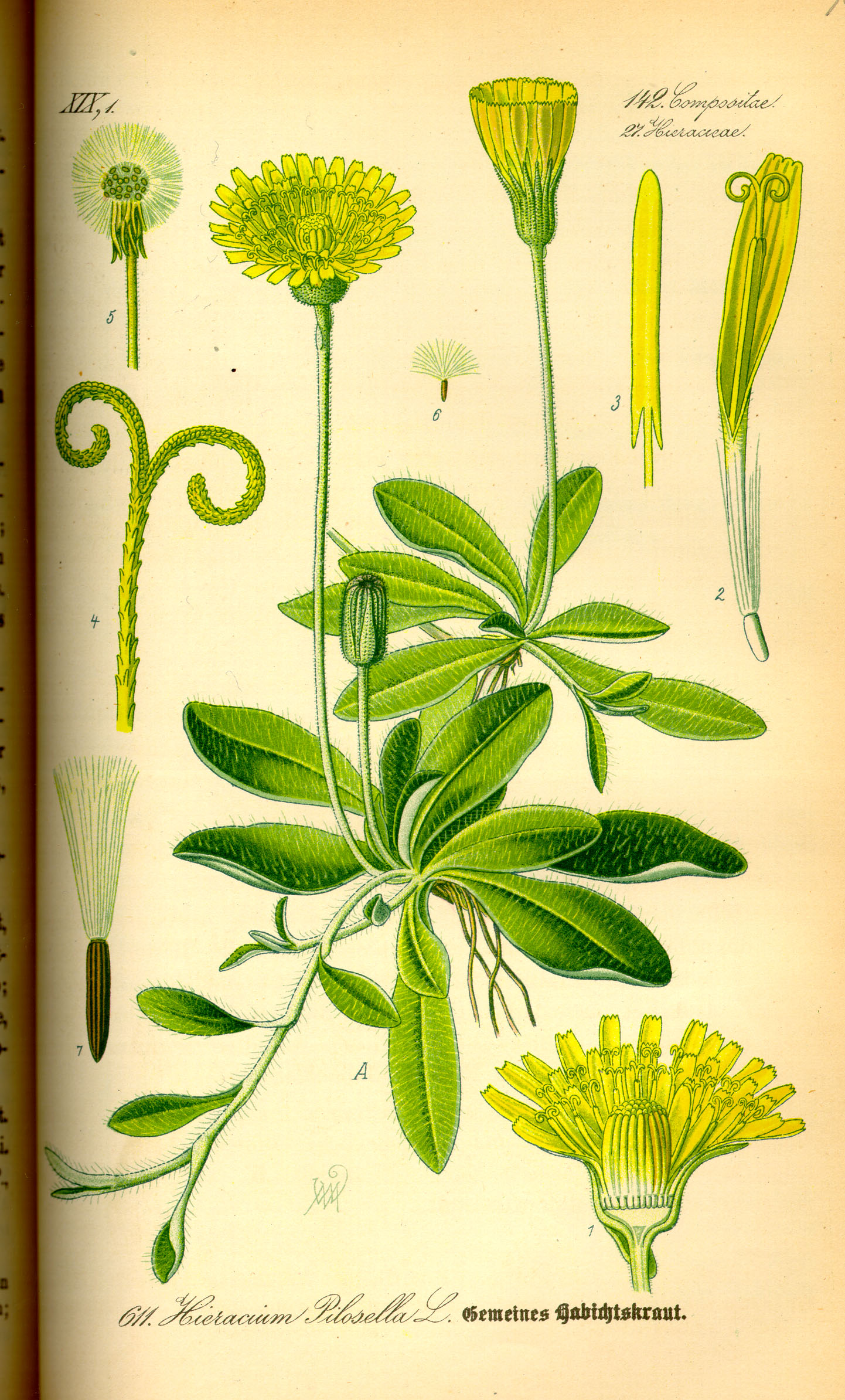 Illustration Hieracium pilosella0